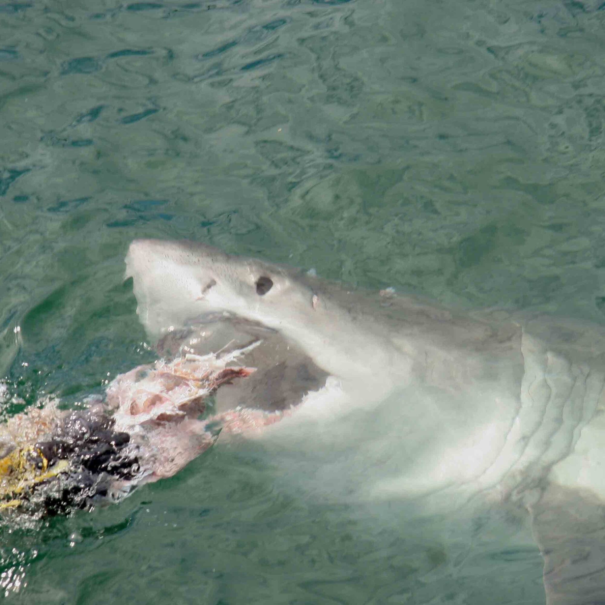 043e36a4bded940e52af91373cb121b7