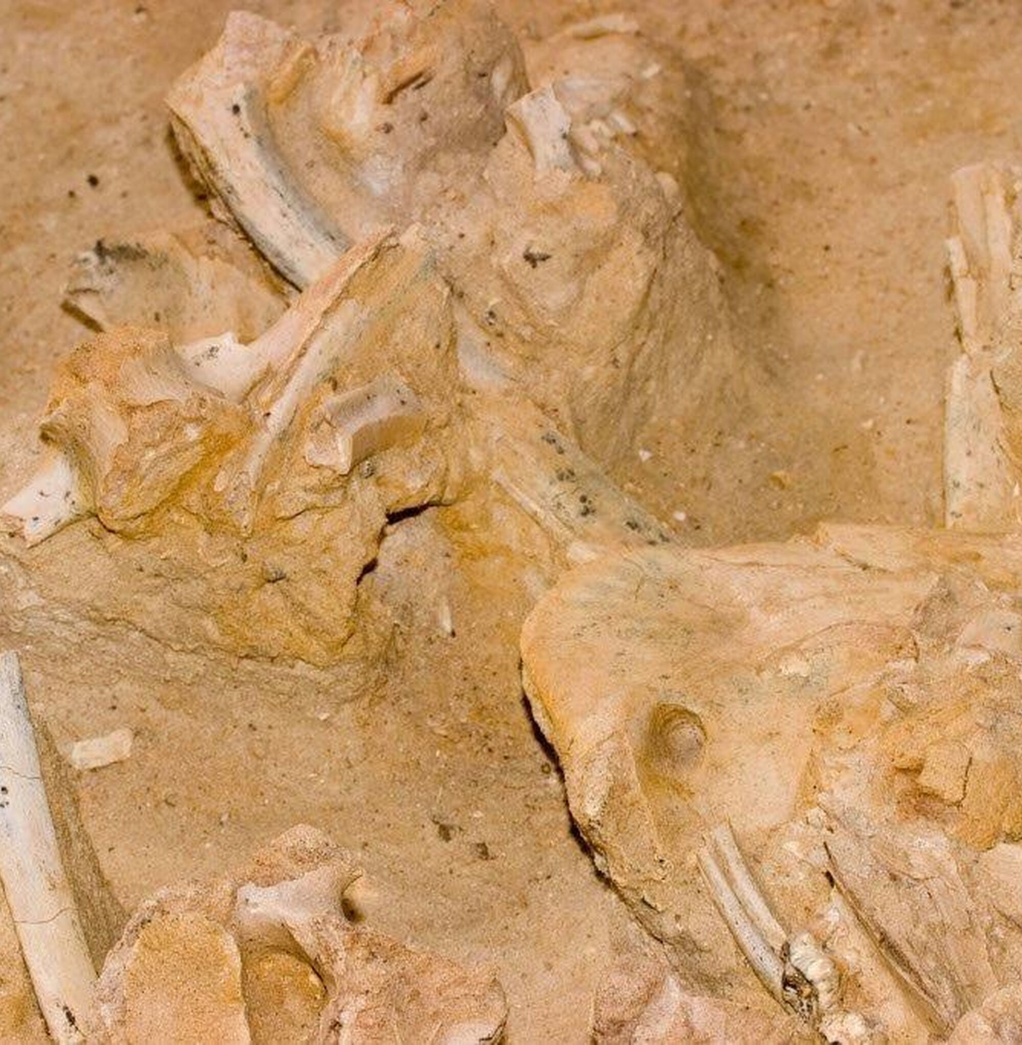 1456480485918 Eke U Zlf Yol