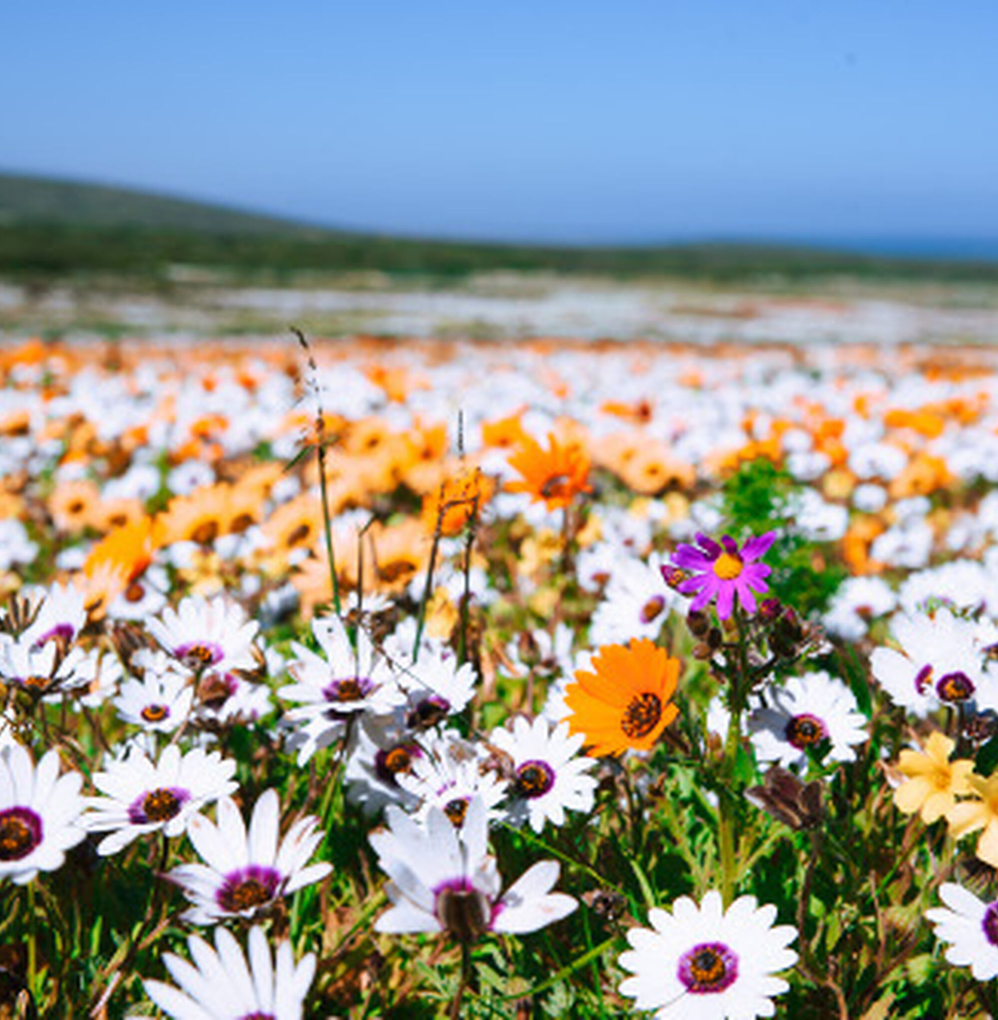 1533643756814 Nyga Zo GBS