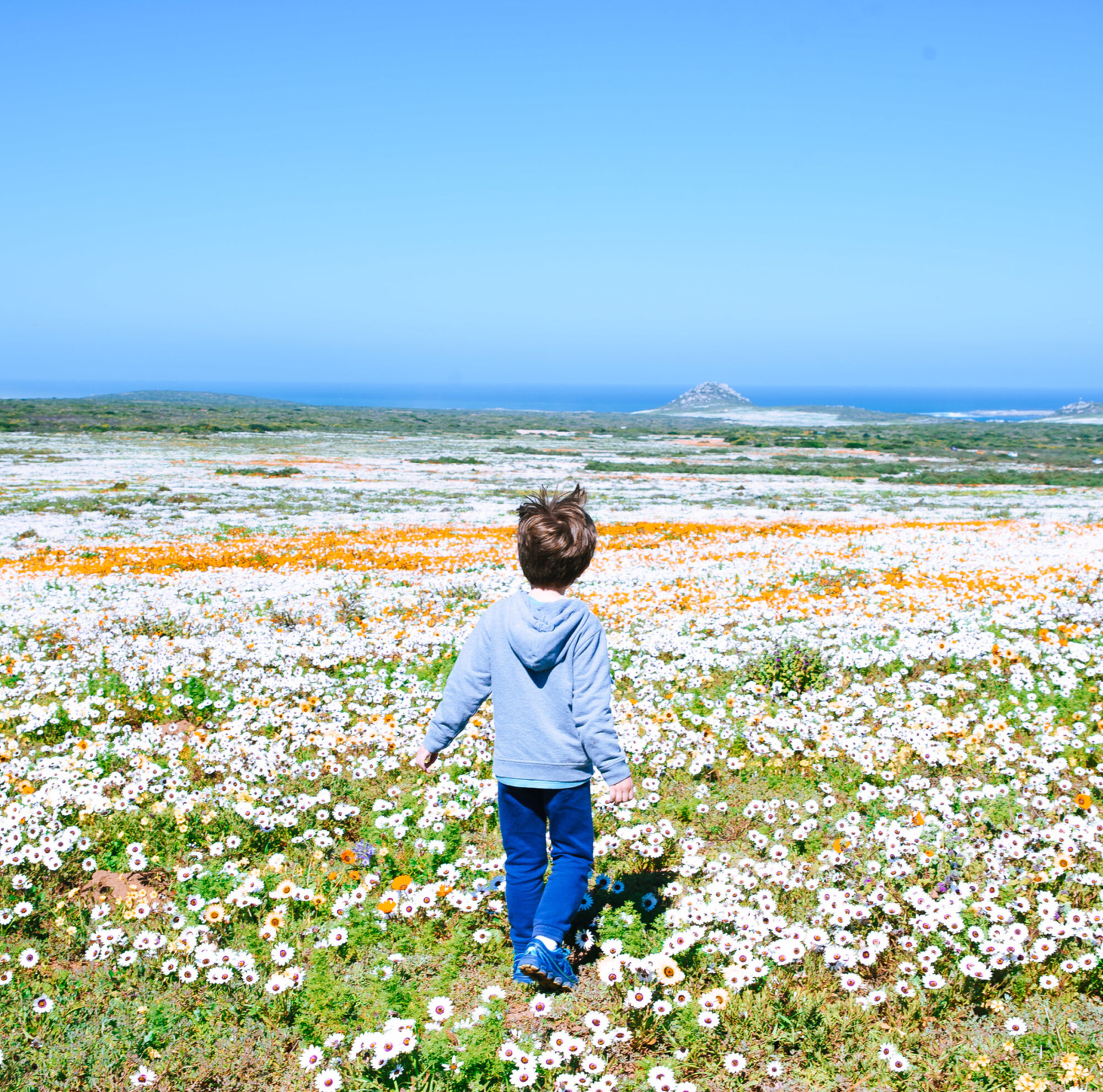 West coast flora cape town tourism 1 West coast flora cape town tourism 1