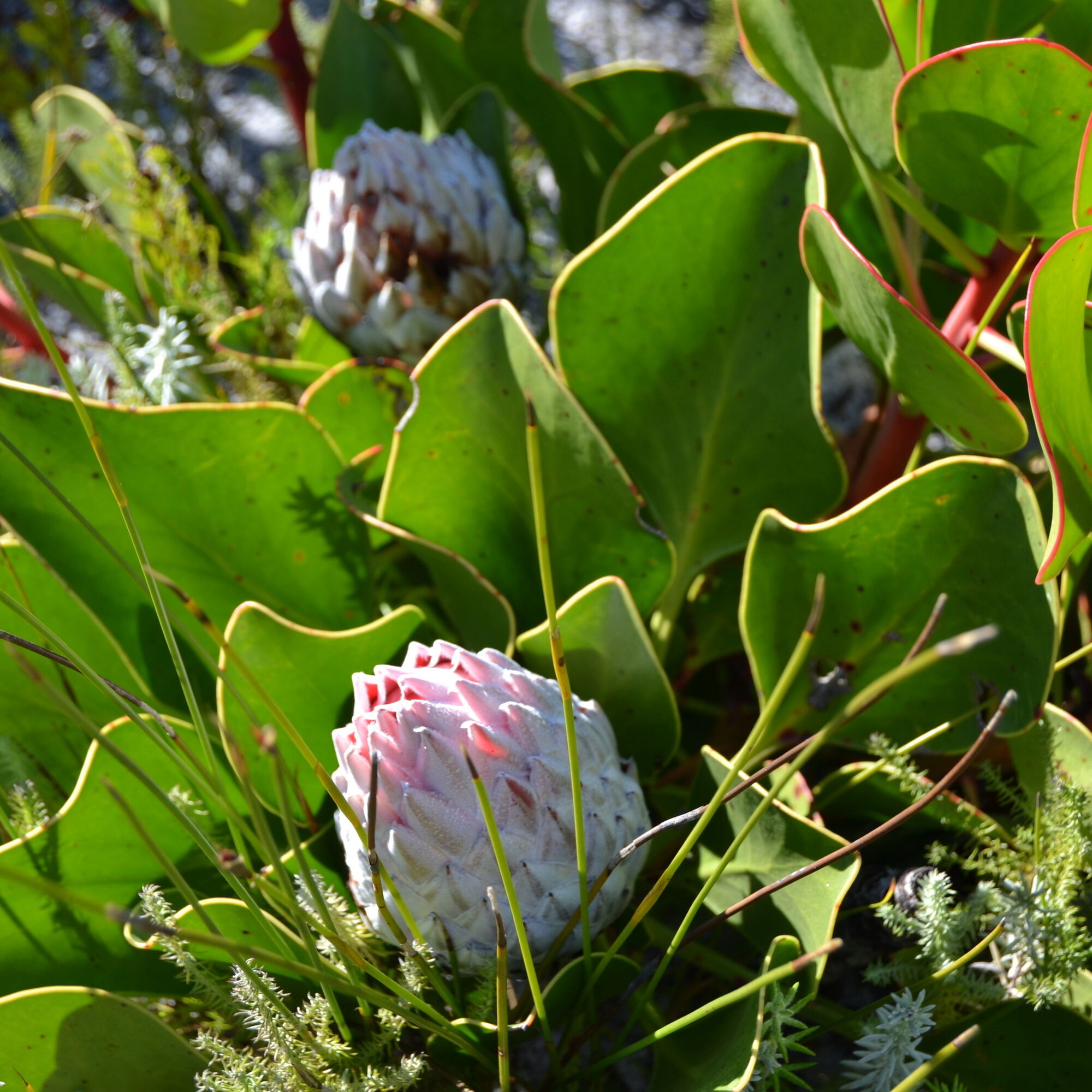 Pink Protea at Silvermine Nature Reserve Cape Town Pink Protea at Silvermine Nature Reserve Cape Town