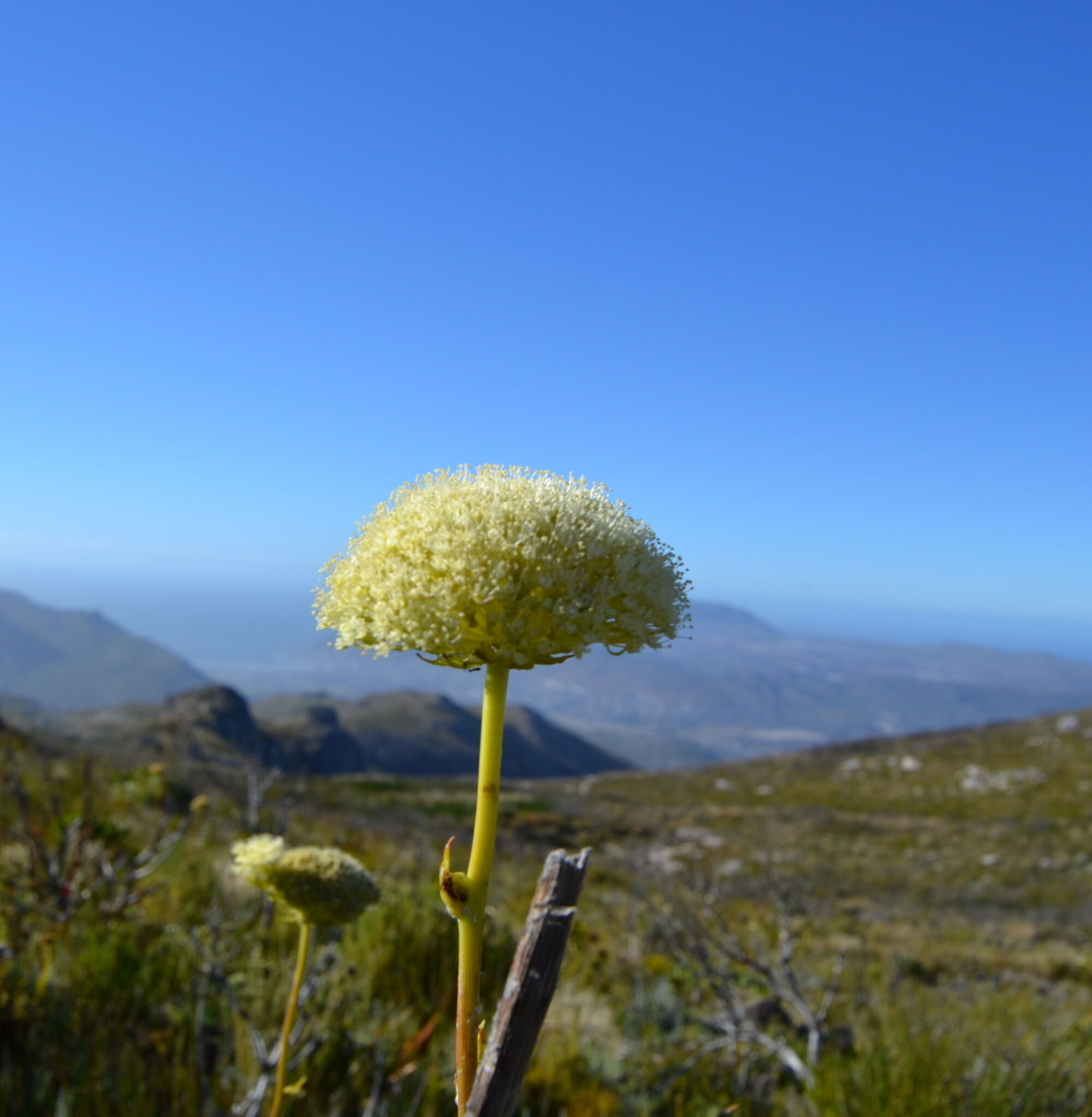 A beautiful flower at Silvermine Nature Reserve A beautiful flower at Silvermine Nature Reserve