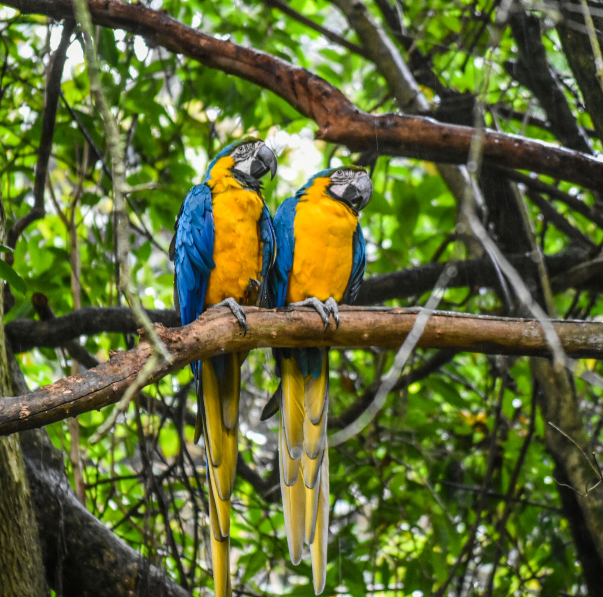 Birds of eden 2021 2 elise kirsten