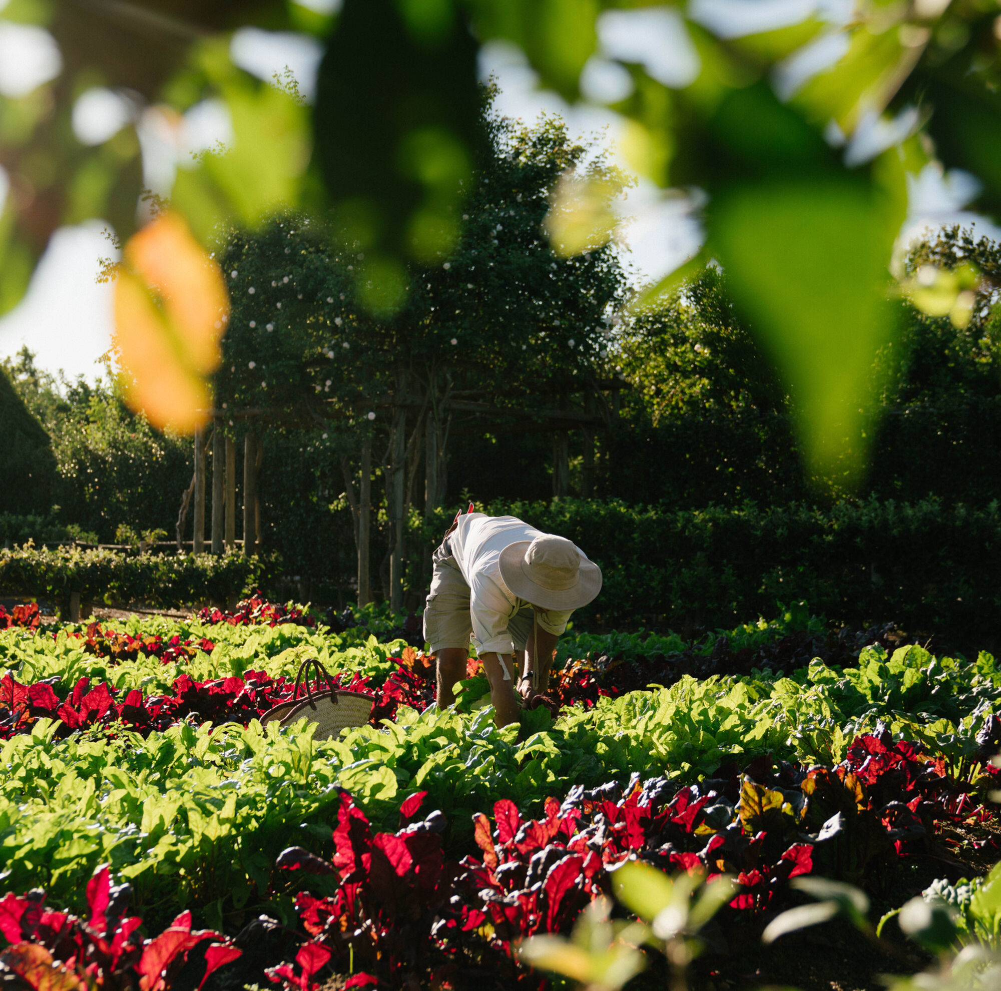 Babylonstoren Wine Estate Garden Credit Wesgro Klapmuts Cape Winelands