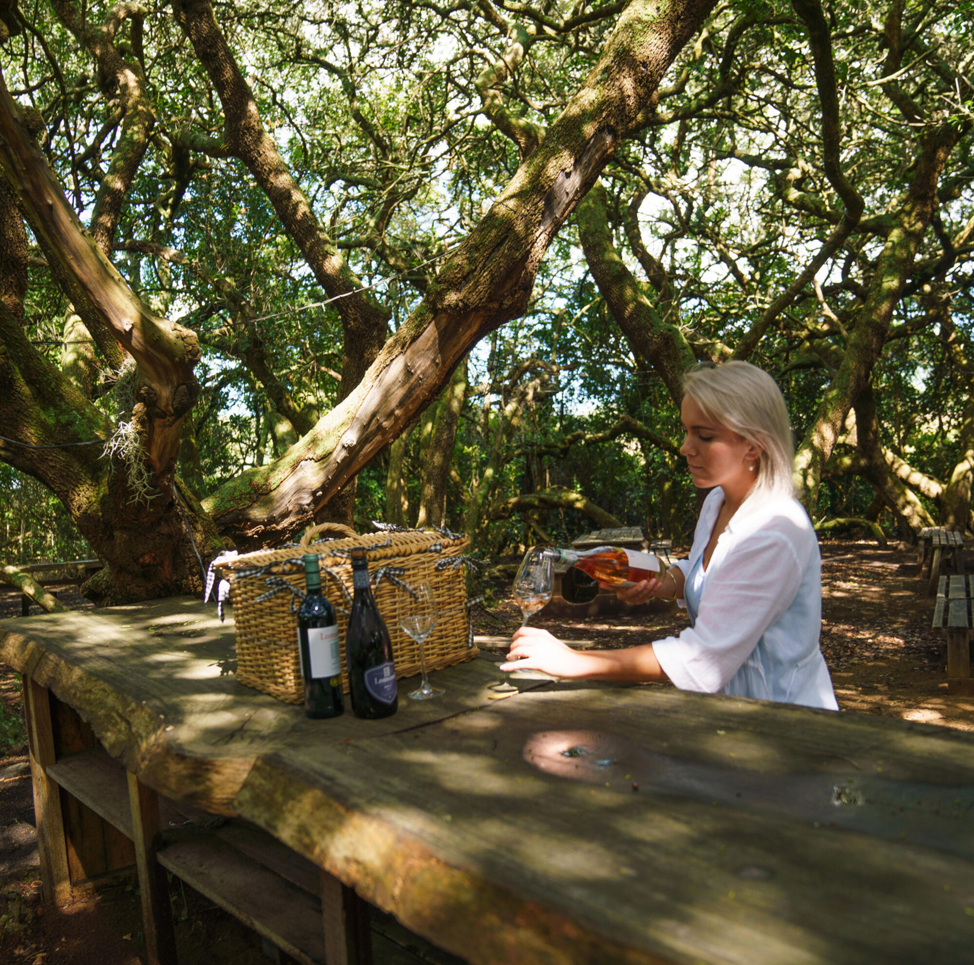 Lomond Wines Tasting in Milkwood Forrest Gansbaai Overberg