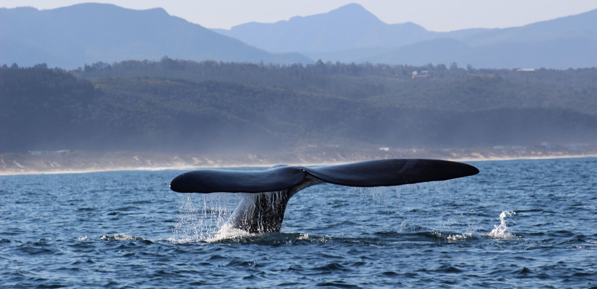 Whale Heritage area World Cetacean Alliance Plettenberg Bay