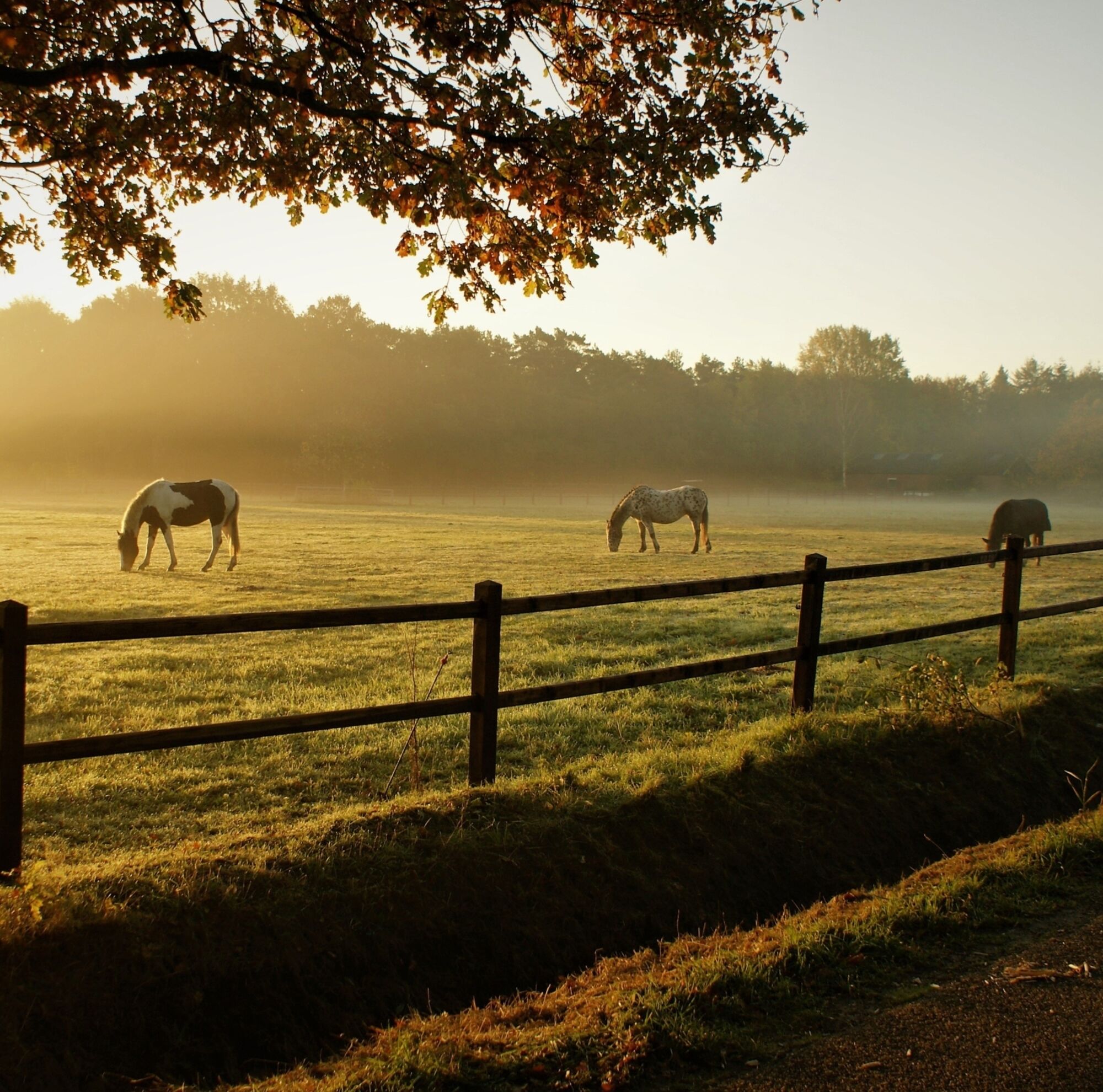 Wild Wellness Awaken in Greyton 19