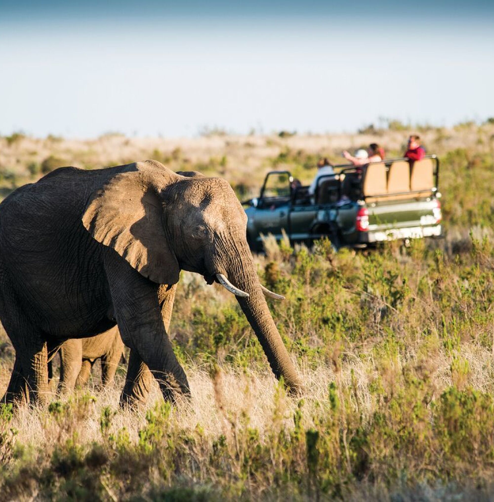 Gondwana Game Drive 2