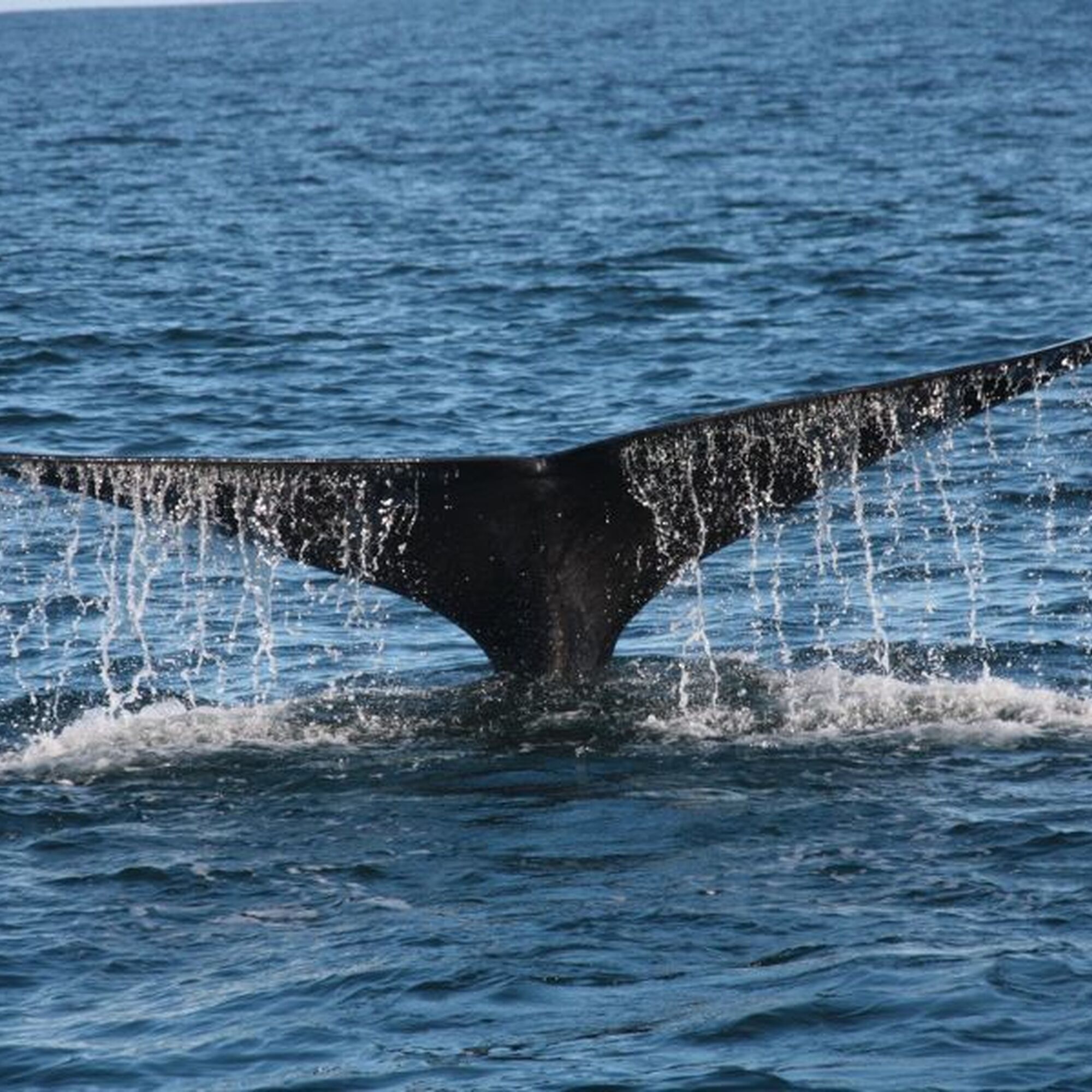 Whale watching Whale watching