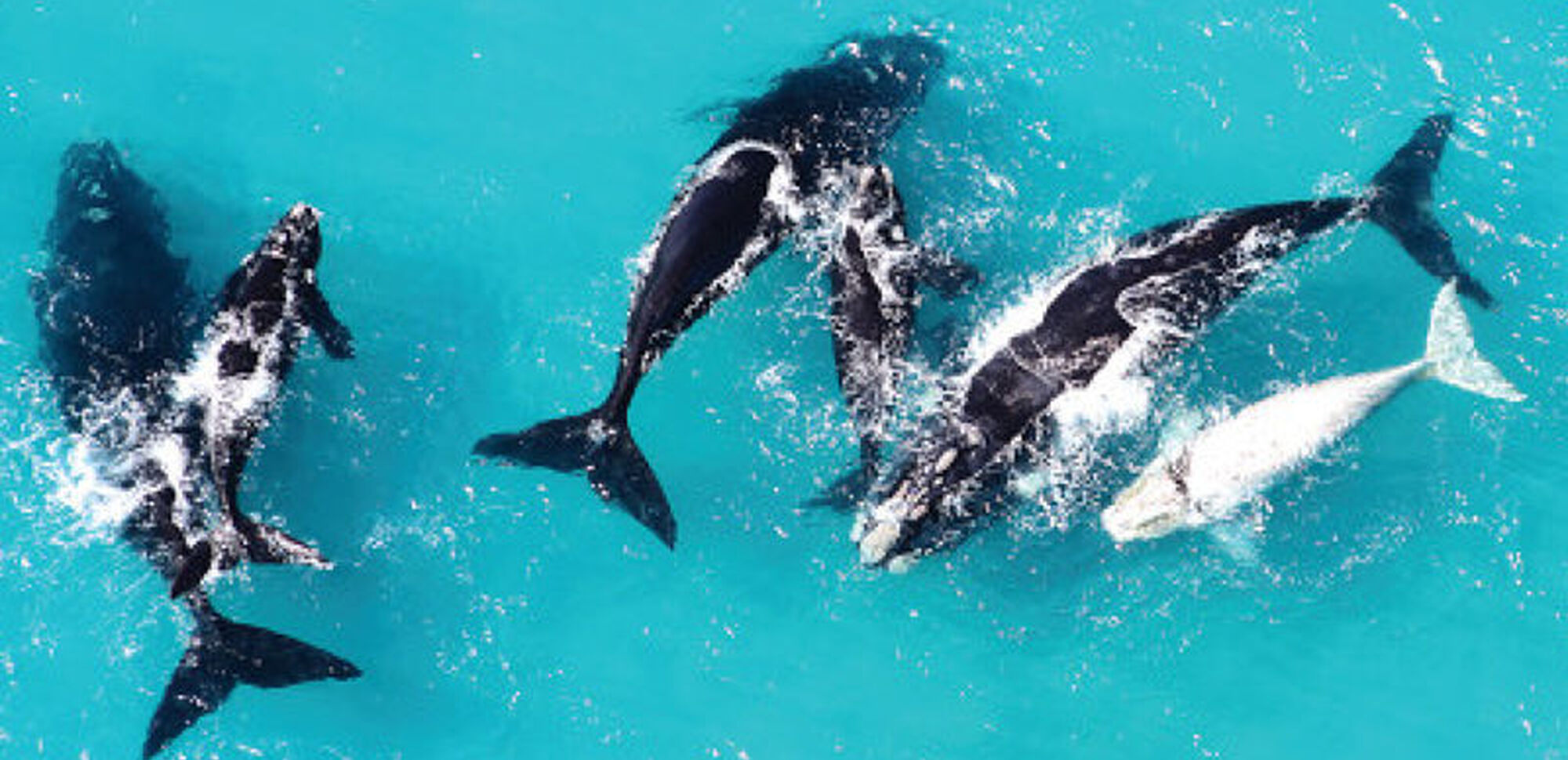 Whale watching 2 Whale watching 2