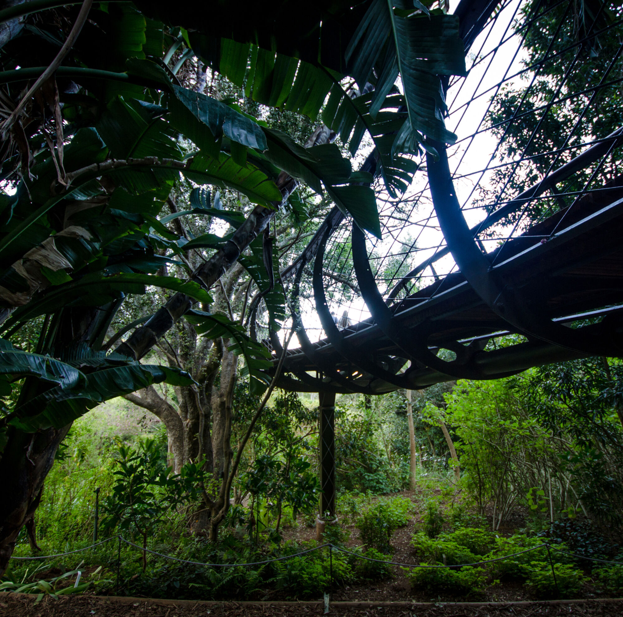 Top Attractions Kirstenbosch CTT Kirstenbosch Boomslang c Lisa Burnell 22 1