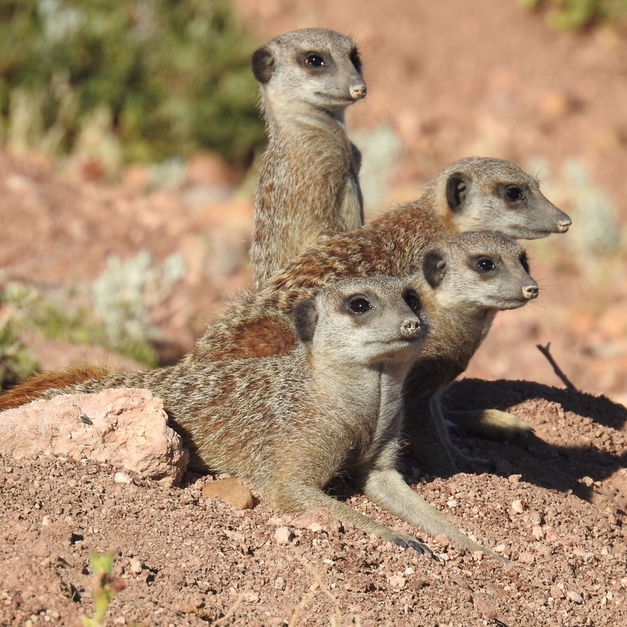 Buffelsdrift game lodge