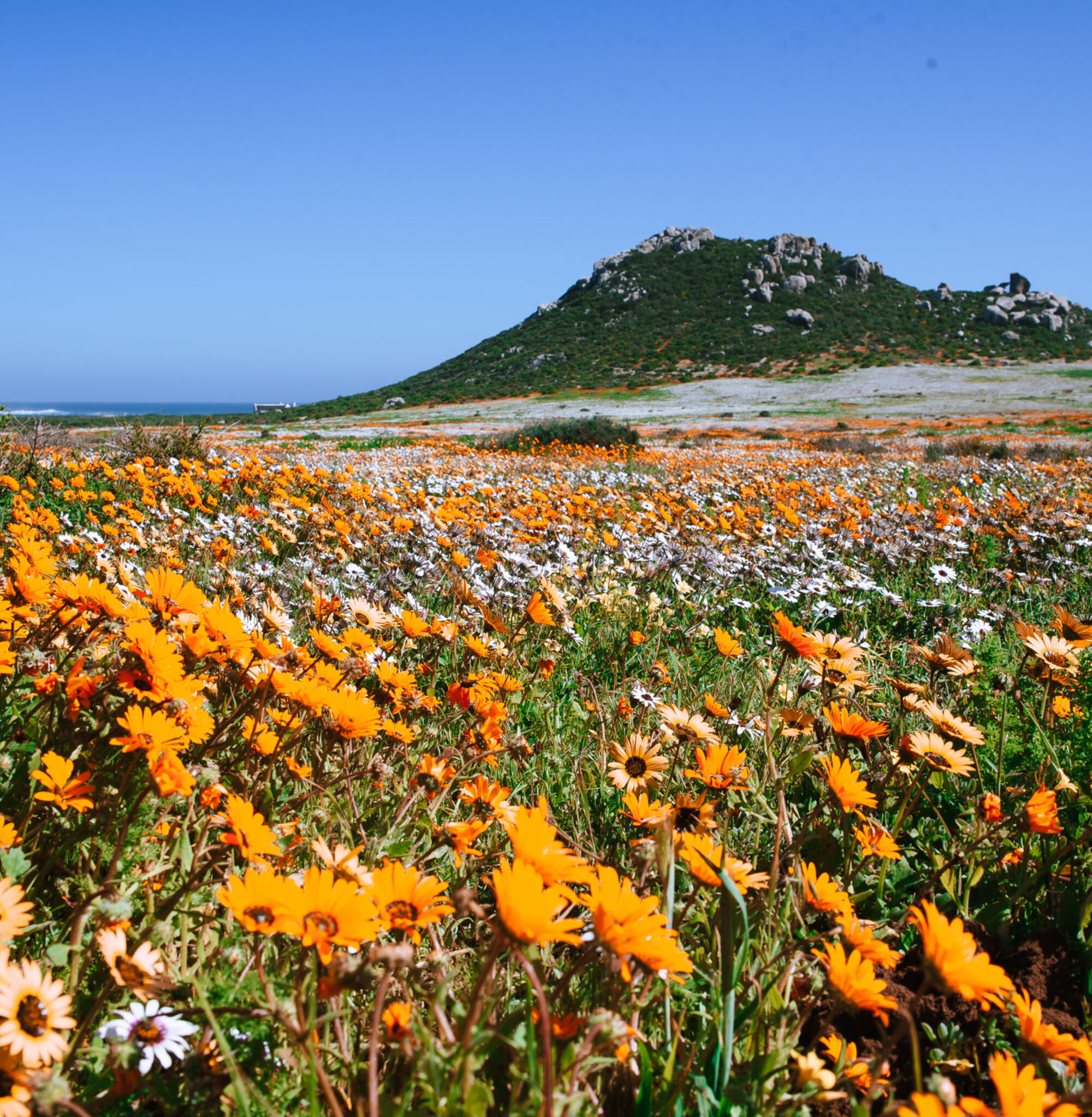 Wild Flowers at West Coast National Park
