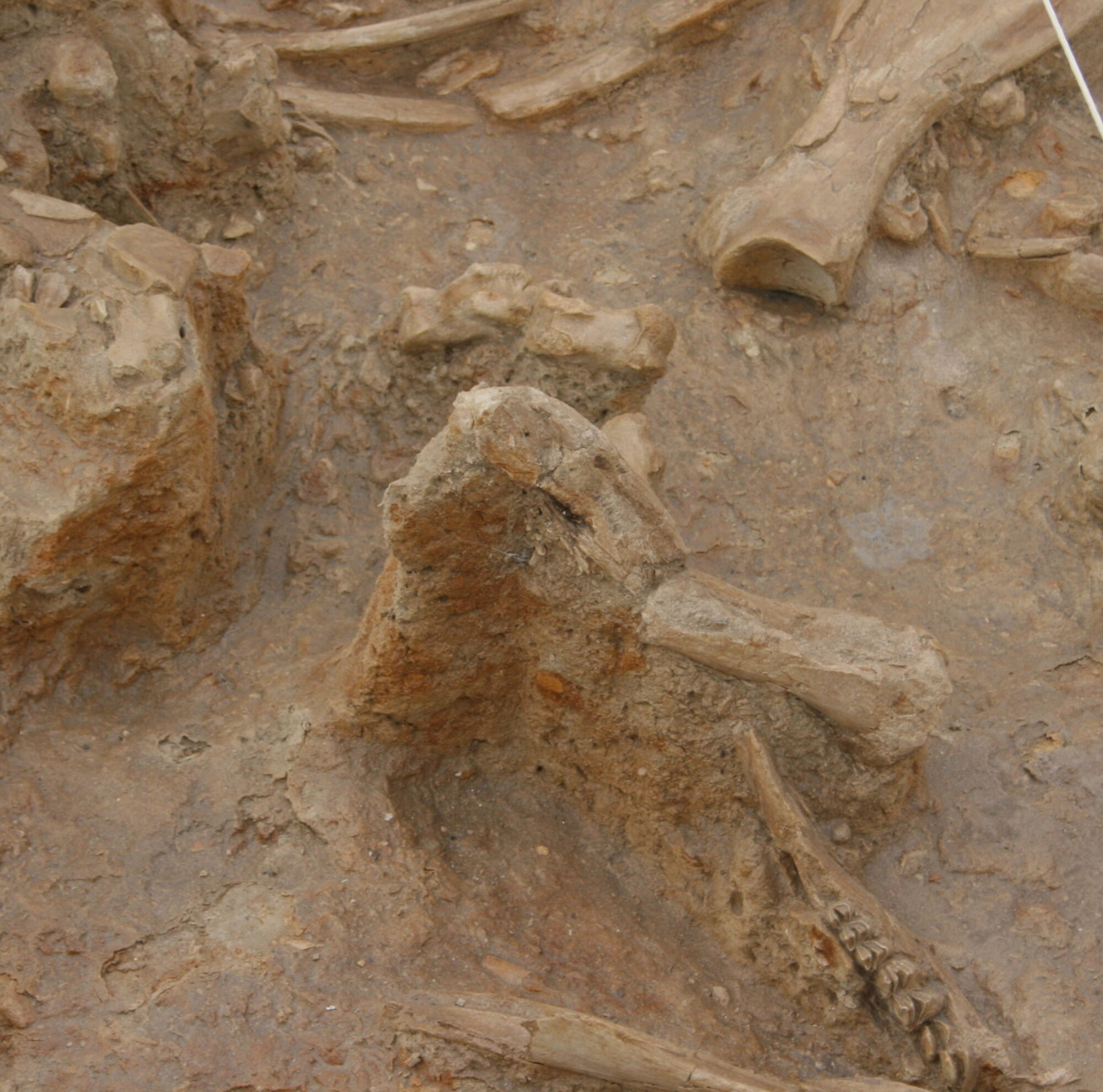 West Coast Fossil Park West Coast Fossil Park