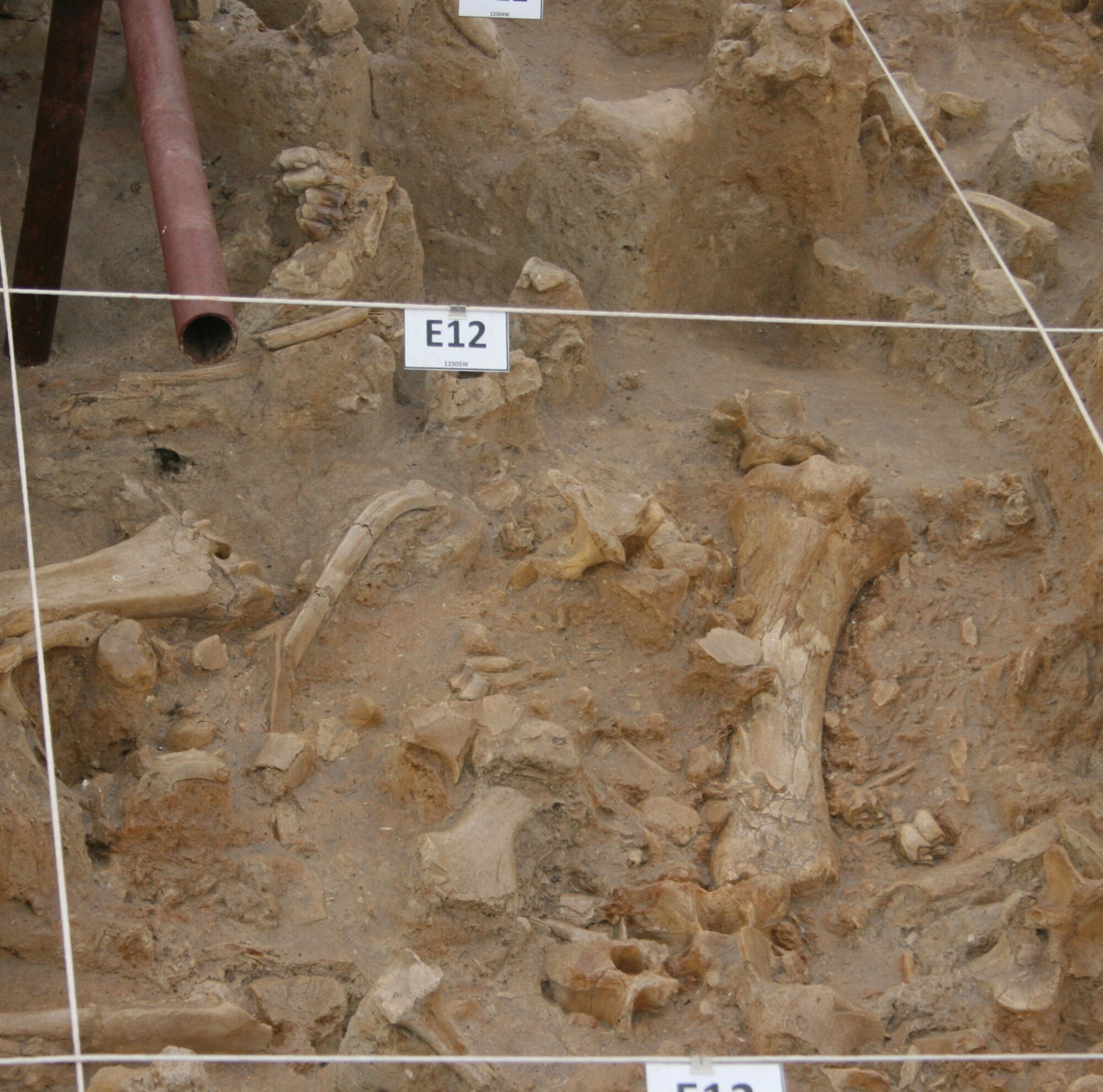 West Coast Fossil Park 1 West Coast Fossil Park 1