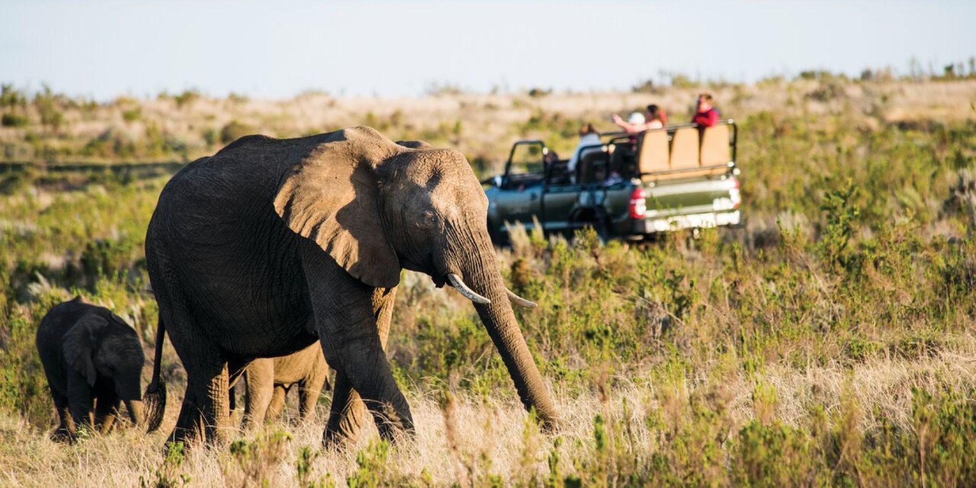 Gondwana Game Drive 2 Gondwana Game Drive 2