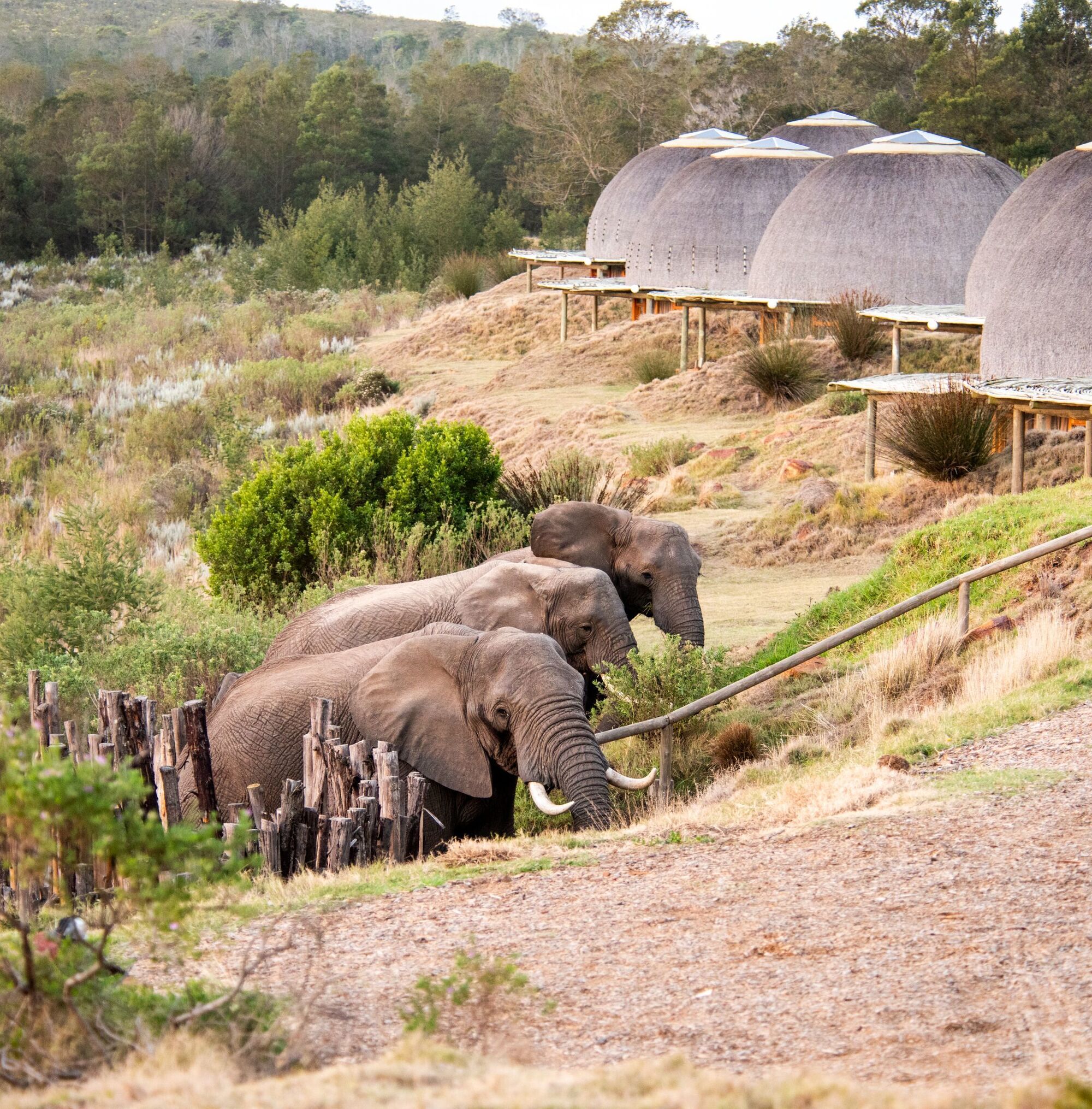 Gondwana Kwena Lodge 5