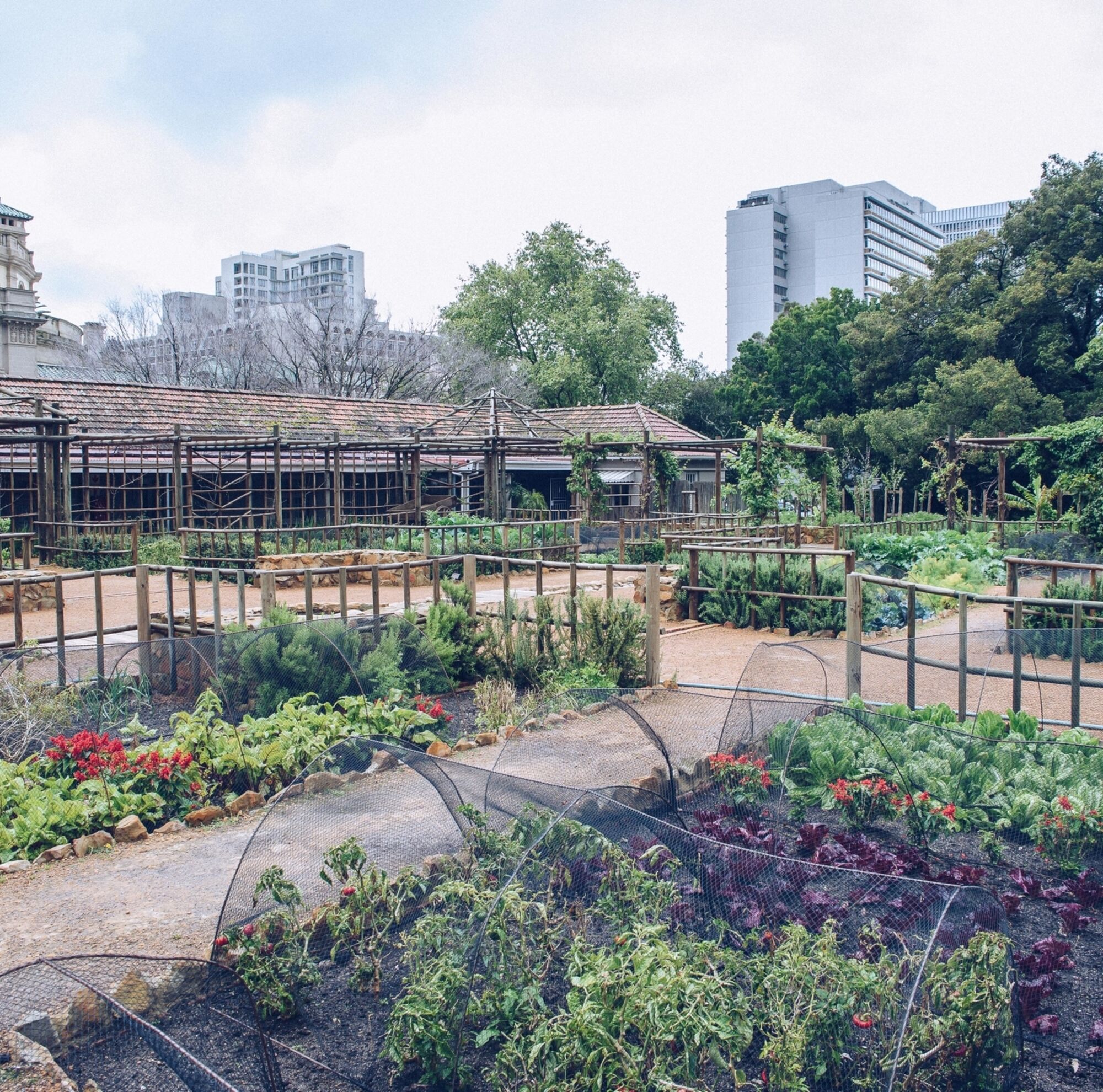 Vegetables at the Company Gardens