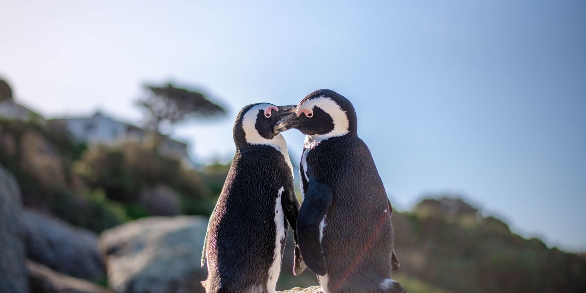 Pexels Penguins Clyde Thomas