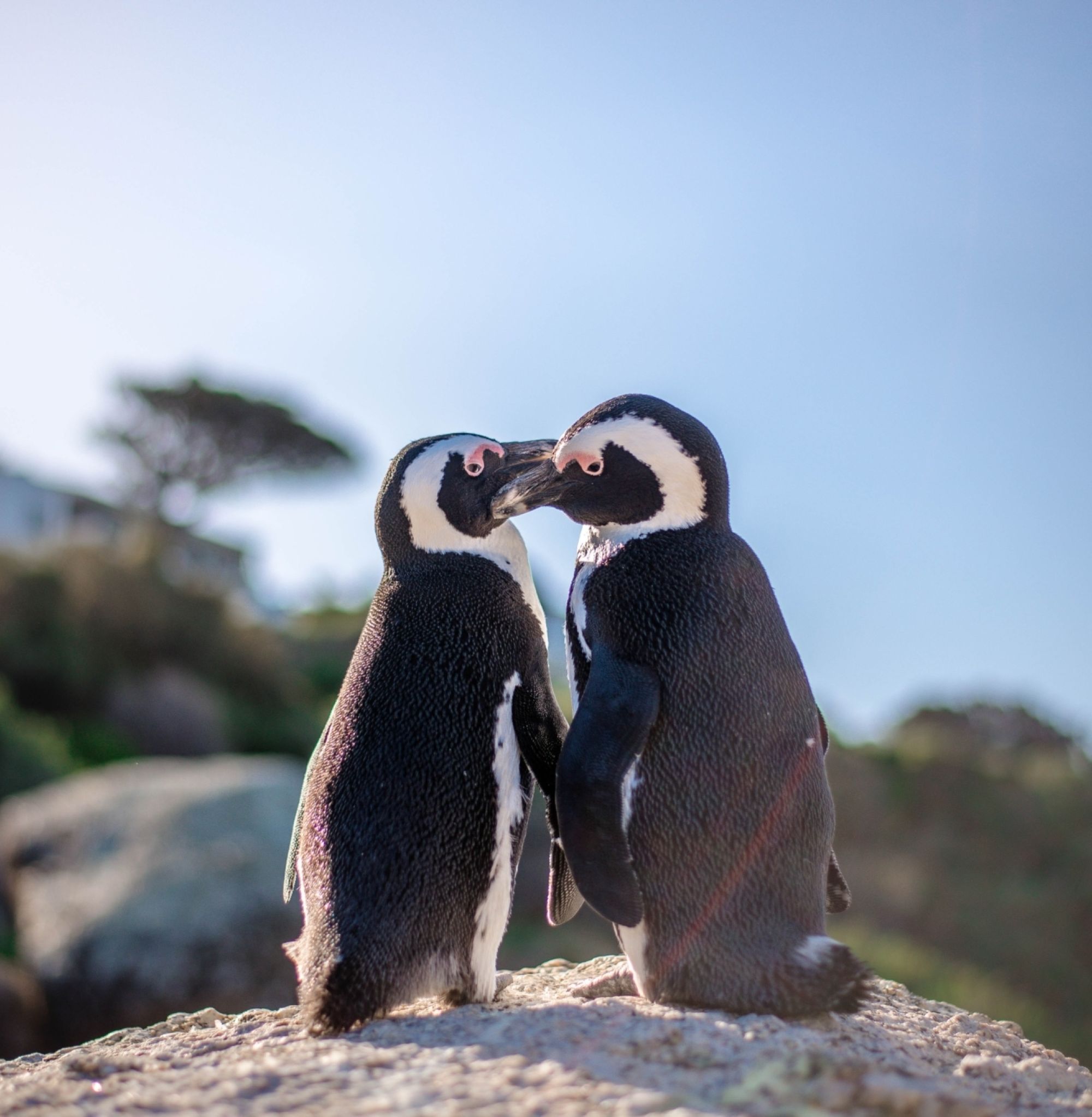 Pexels Penguins Clyde Thomas Pexels Penguins Clyde Thomas