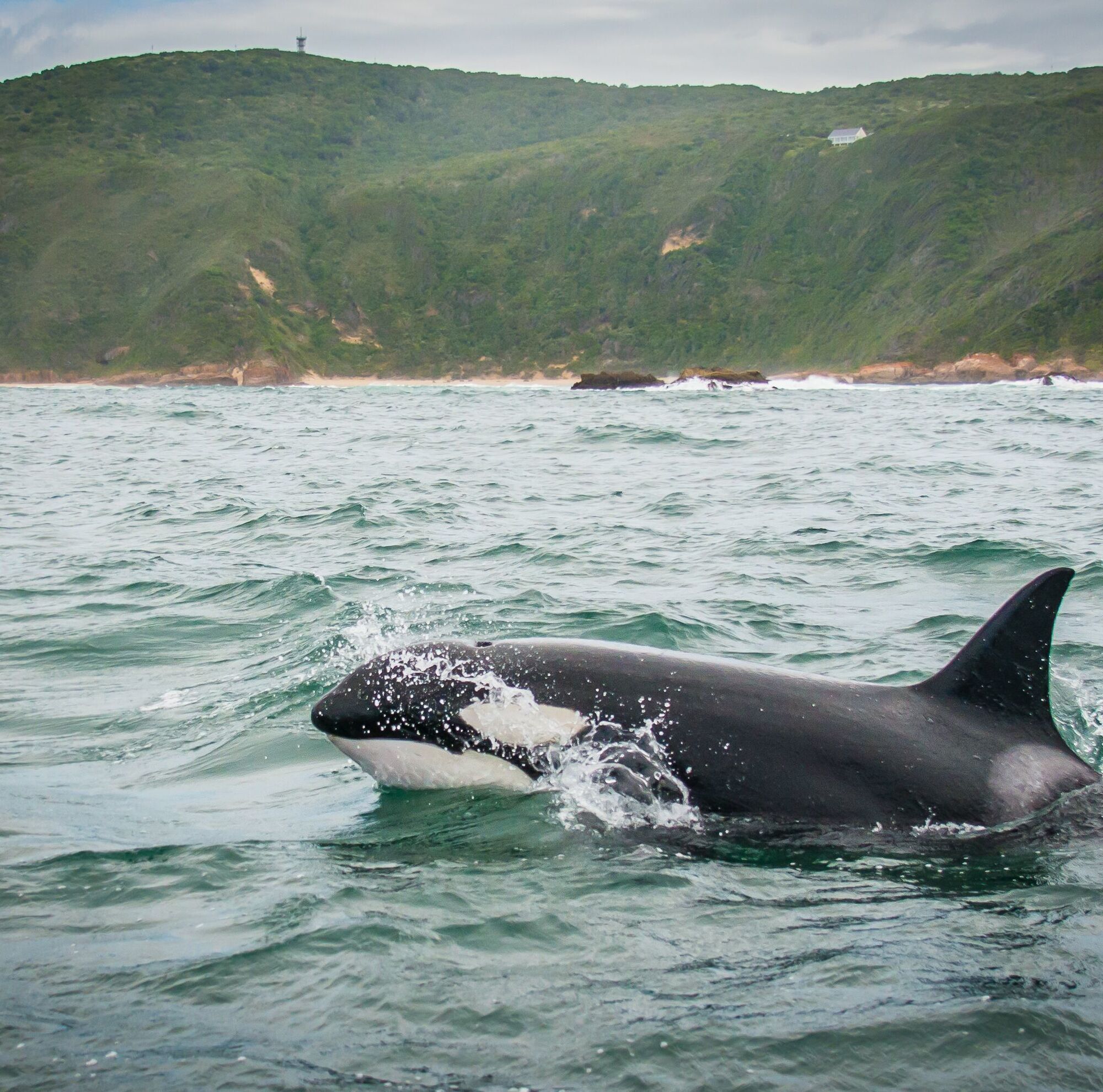 Whale watching 3 191105 113052