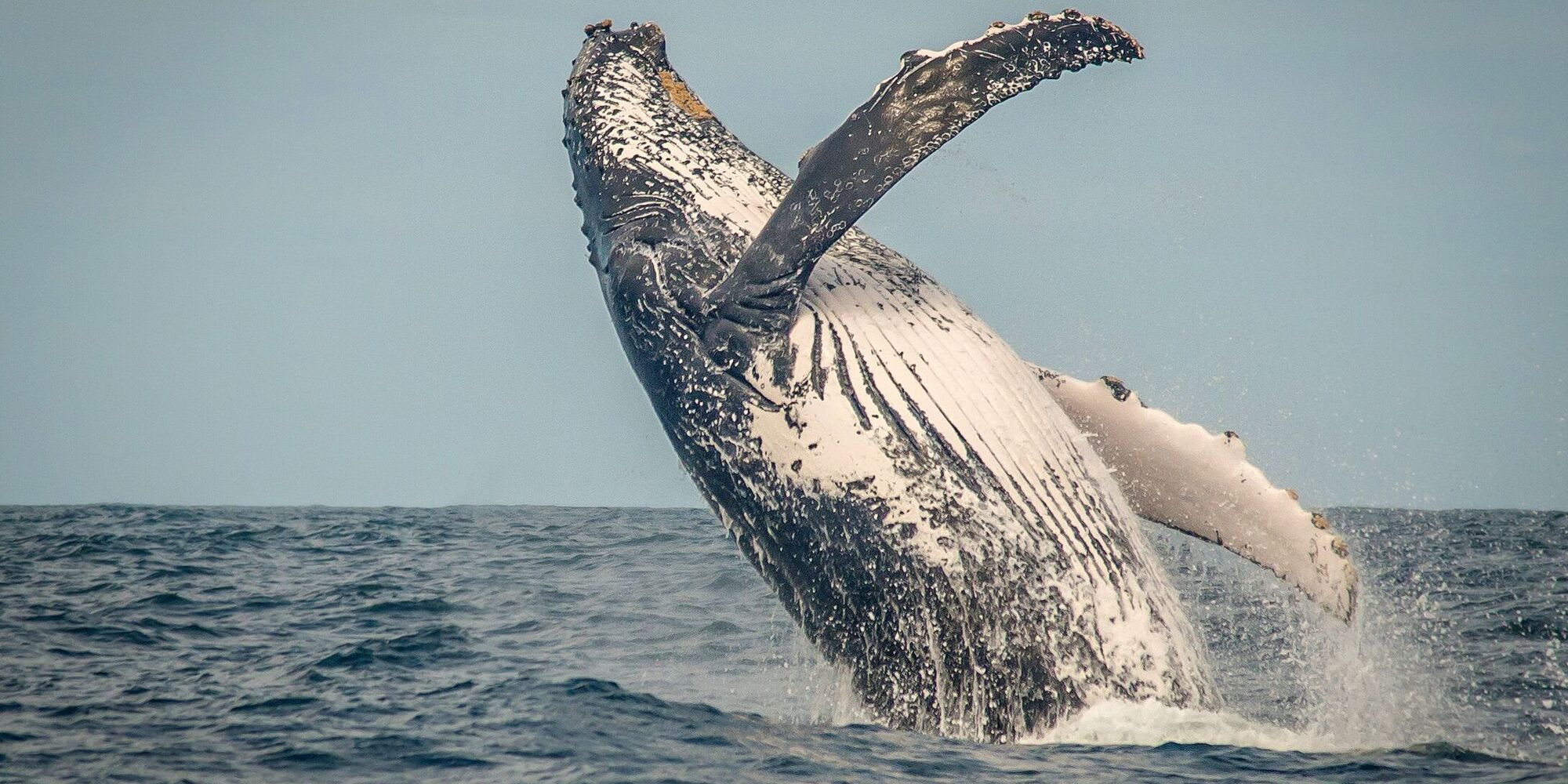 Whale watching 191105 113117