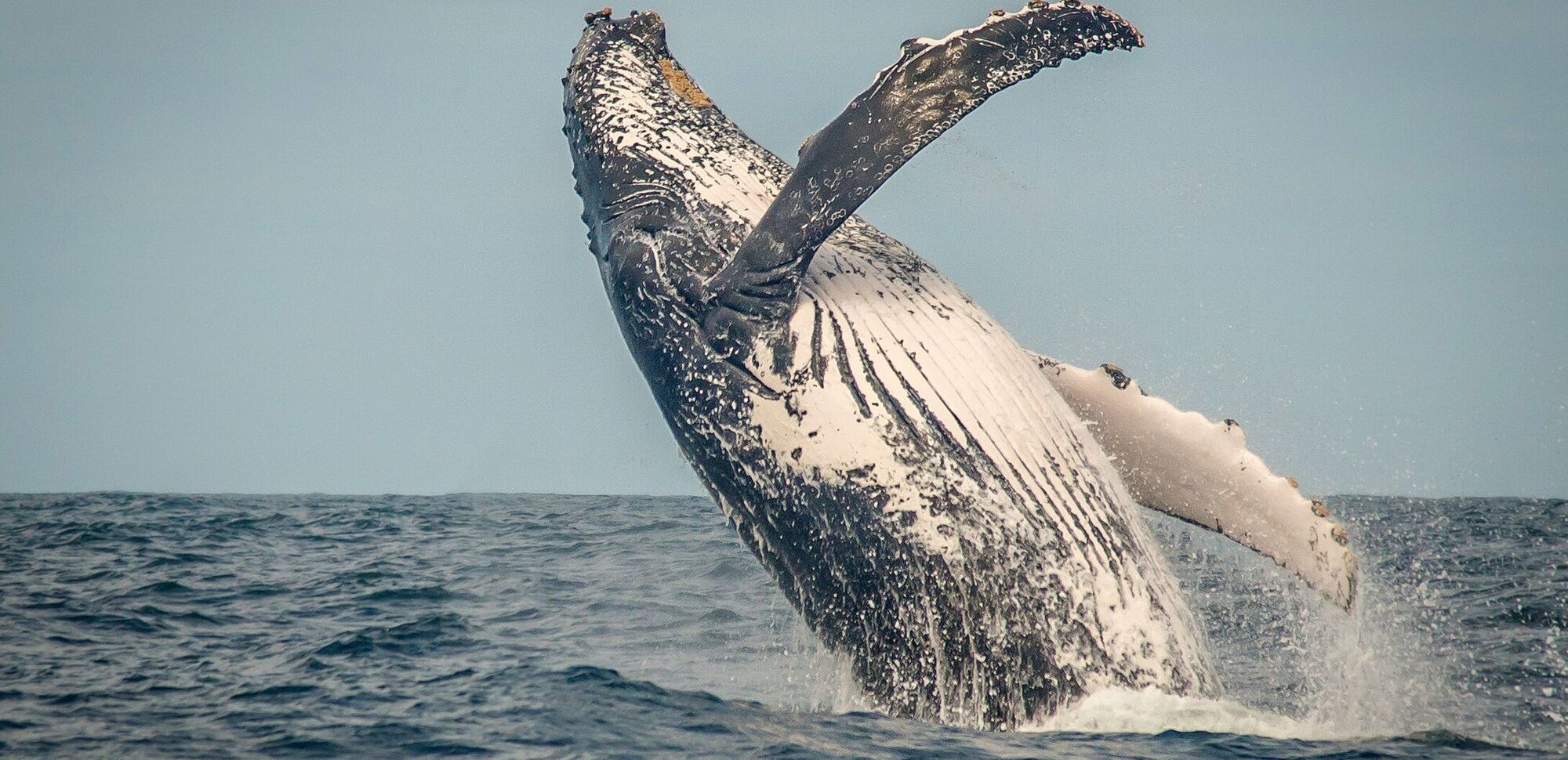 Whale watching 191105 113117 Whale watching 191105 113117