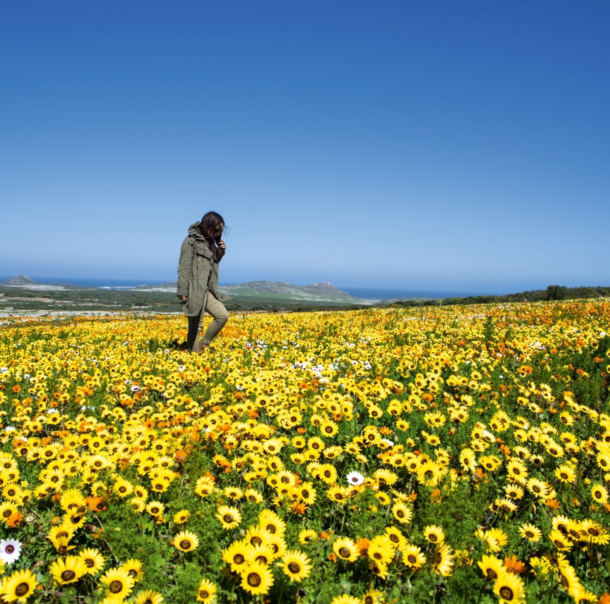 Sunflower field Sunflower field
