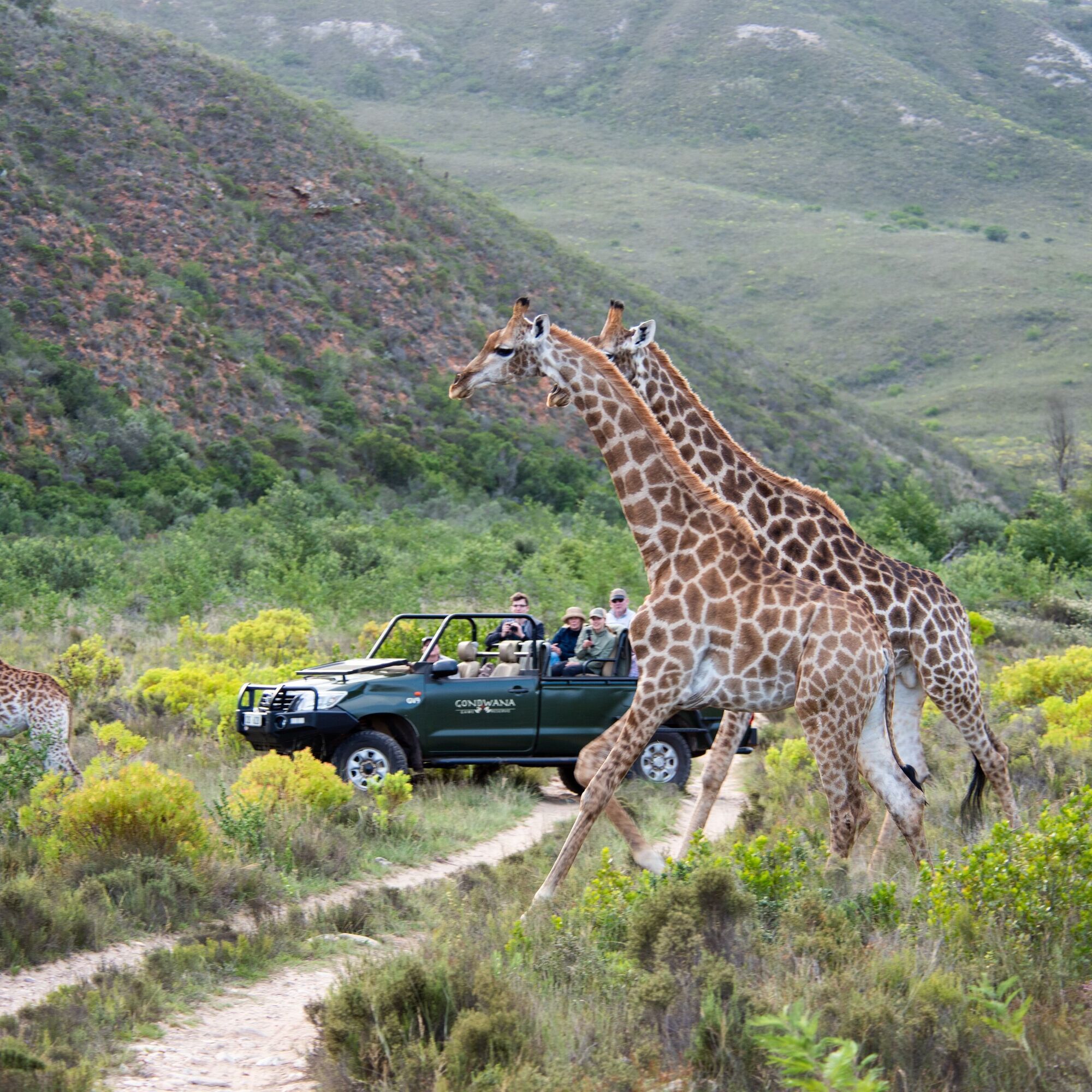 Gondwana Game Drive 3