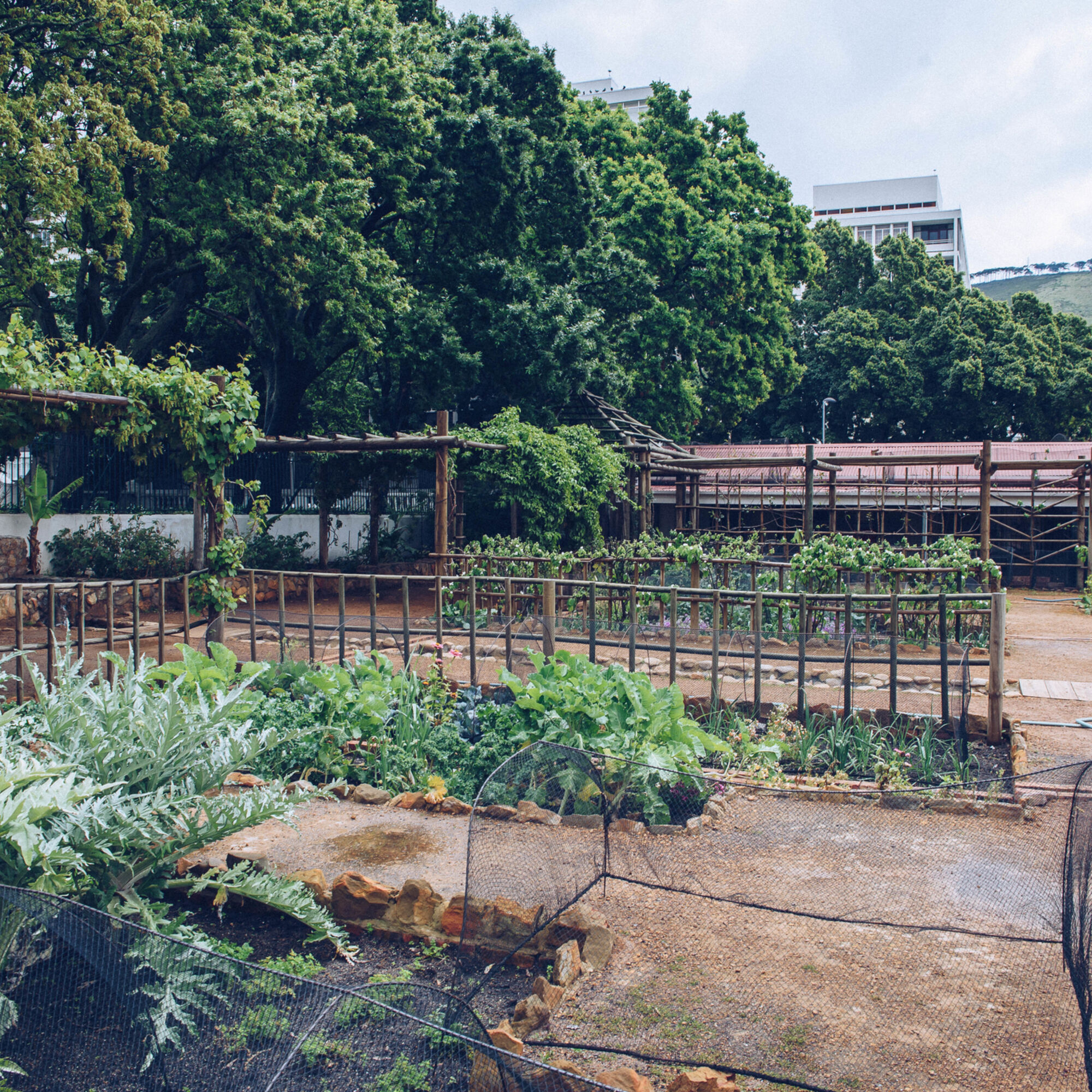 Vegetables at the Company Gardens 3