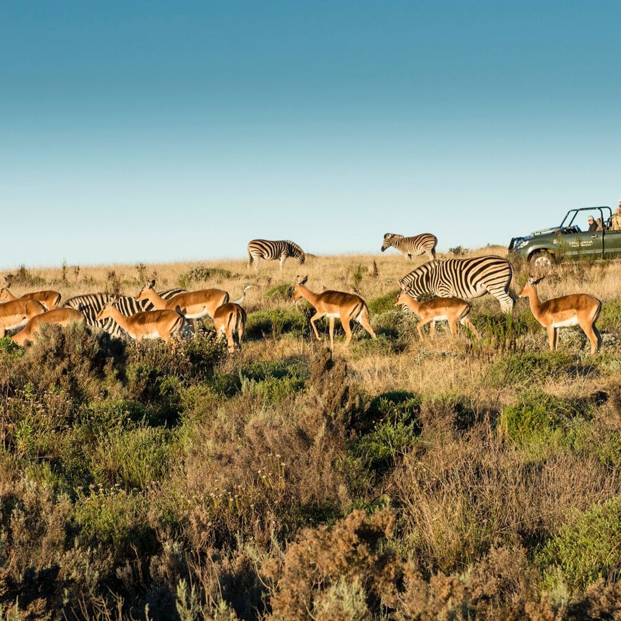 Gondwana Game Drive 12