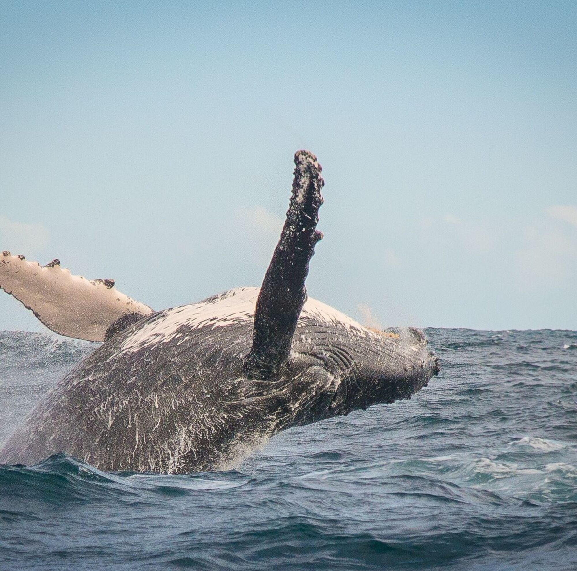 Whale watching 4 Whale watching 4
