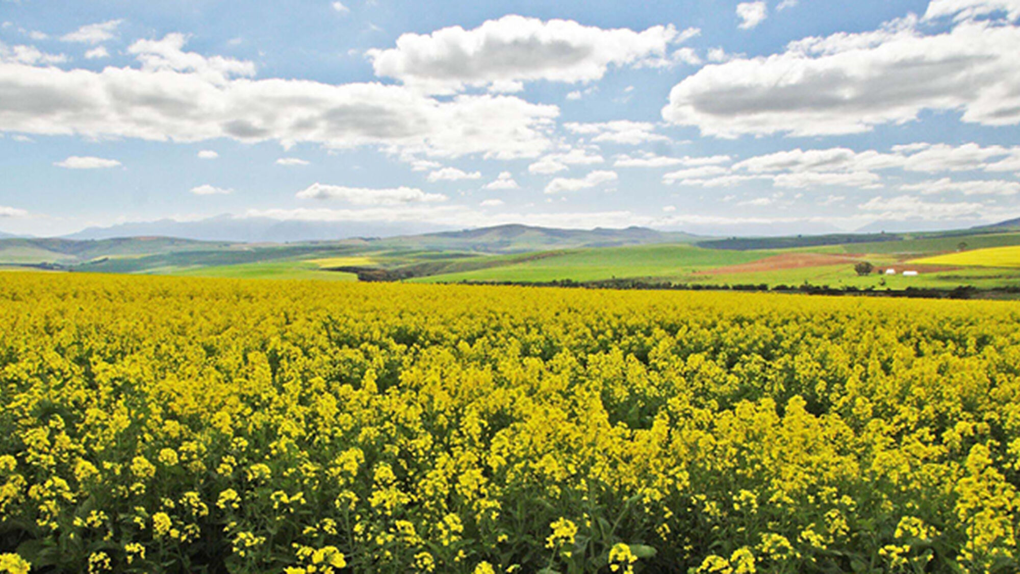 Image Title Image Title