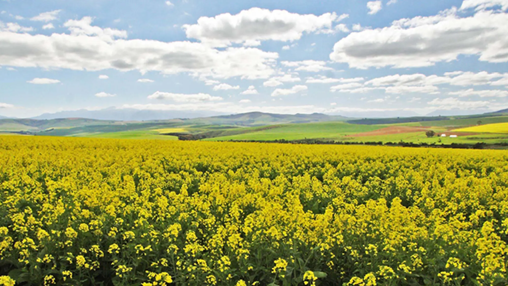 Image Title Image Title