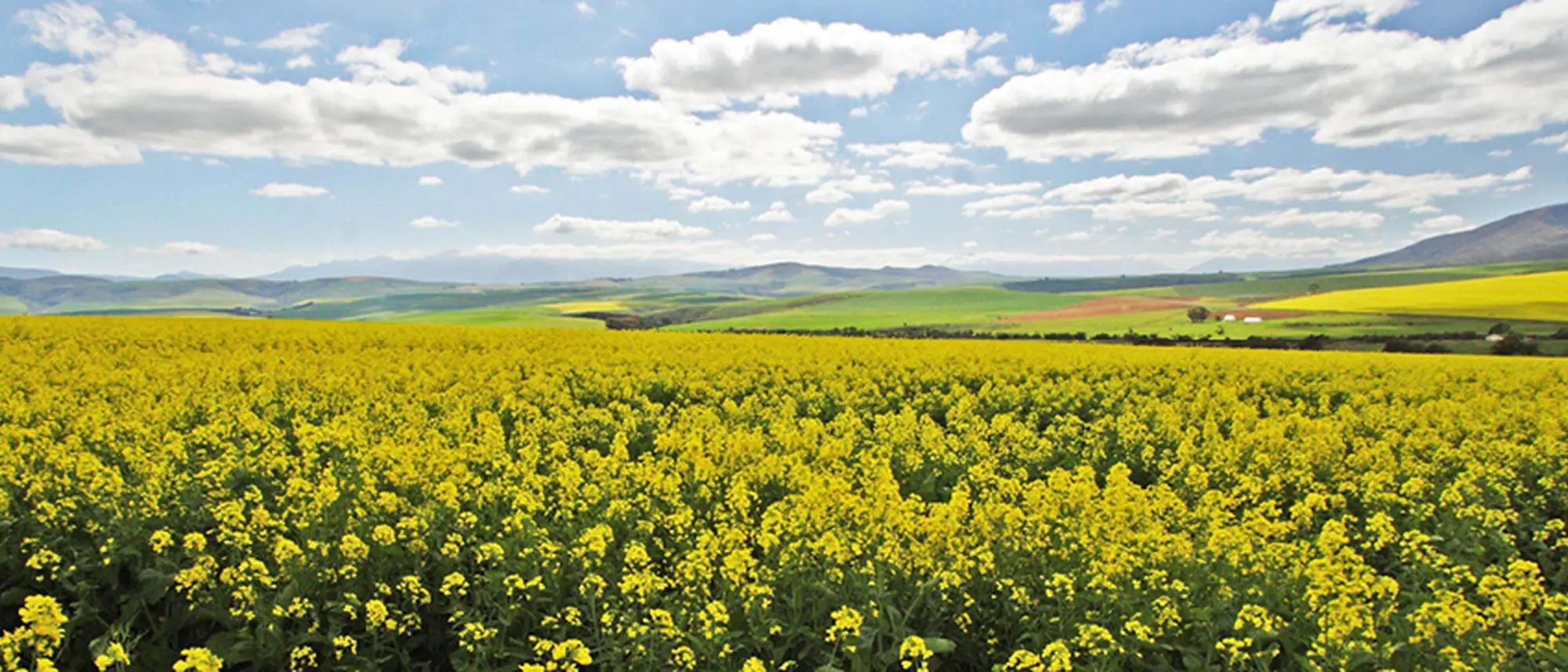 Image Title Image Title