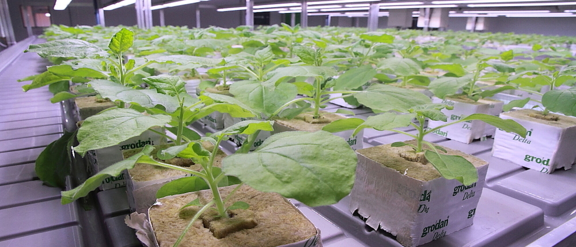 Image Title Image Title