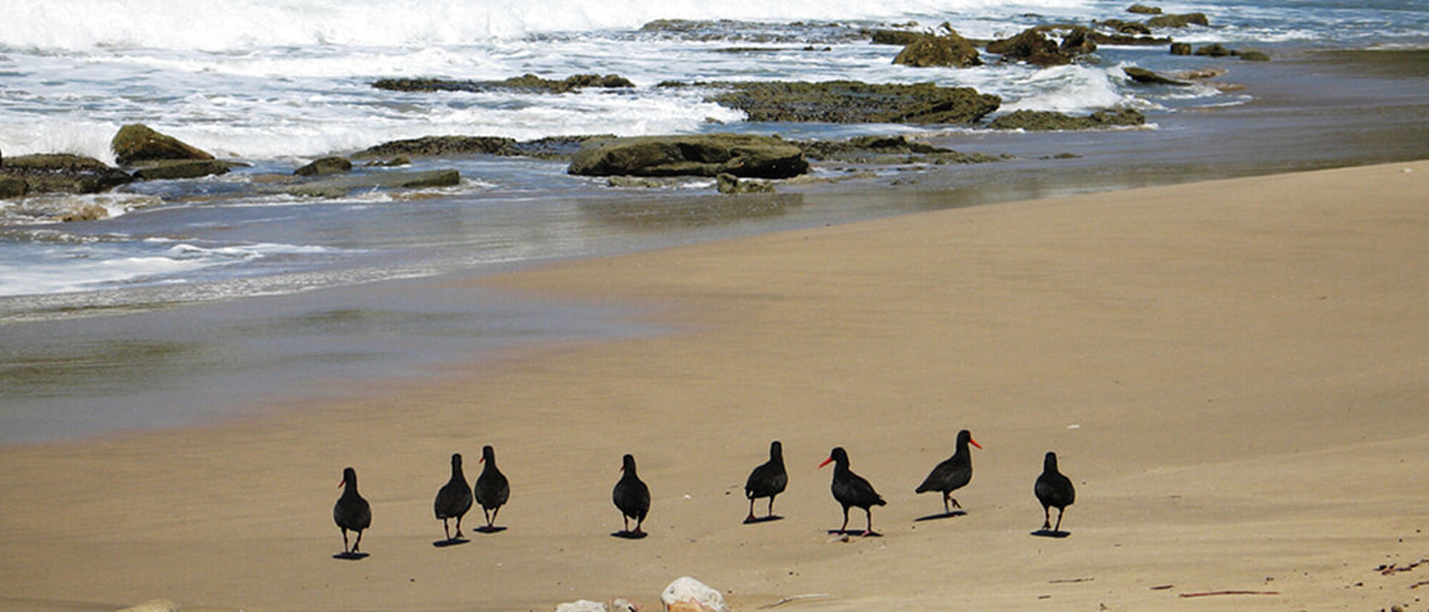 Image Title Image Title