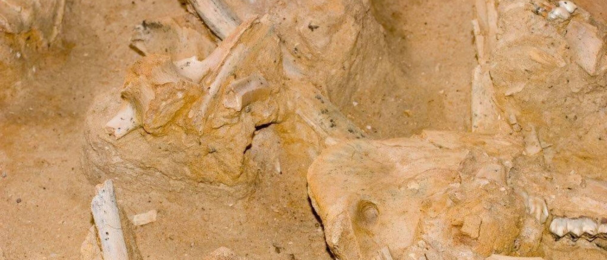 Image Title Image Title