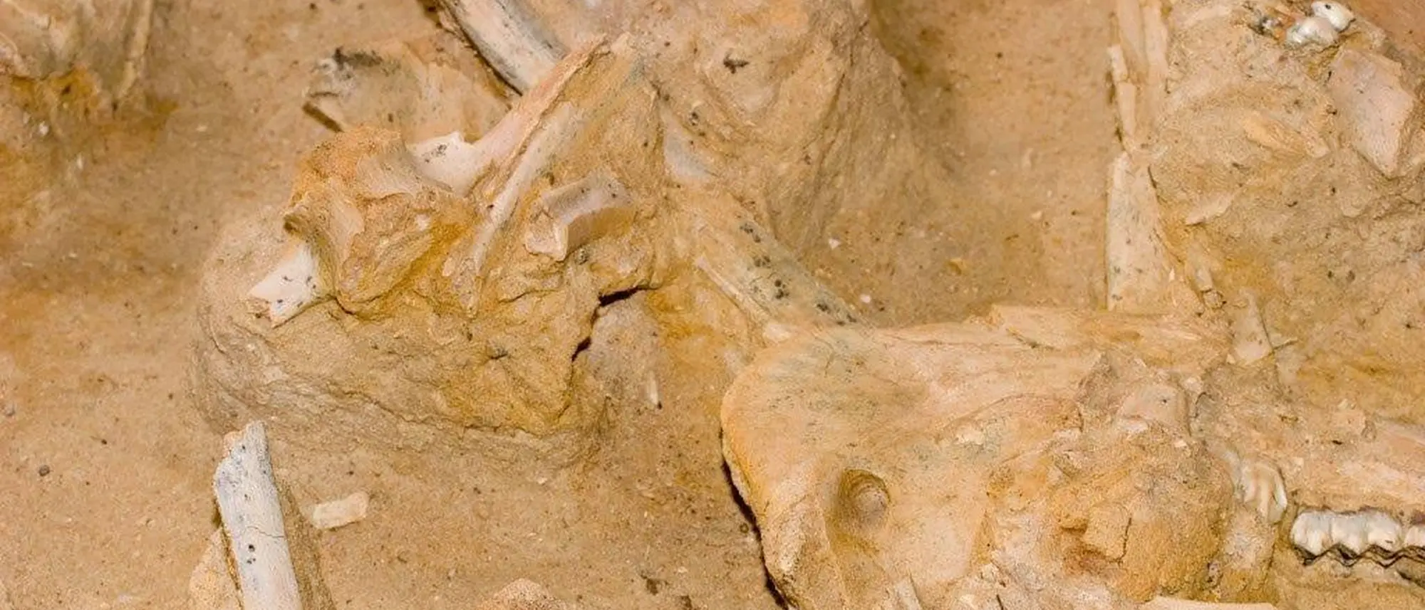 Image Title Image Title