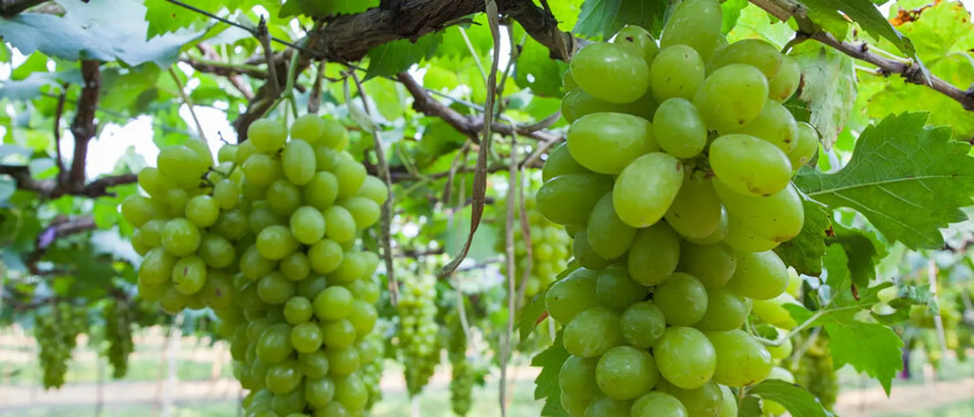 Image Title Image Title