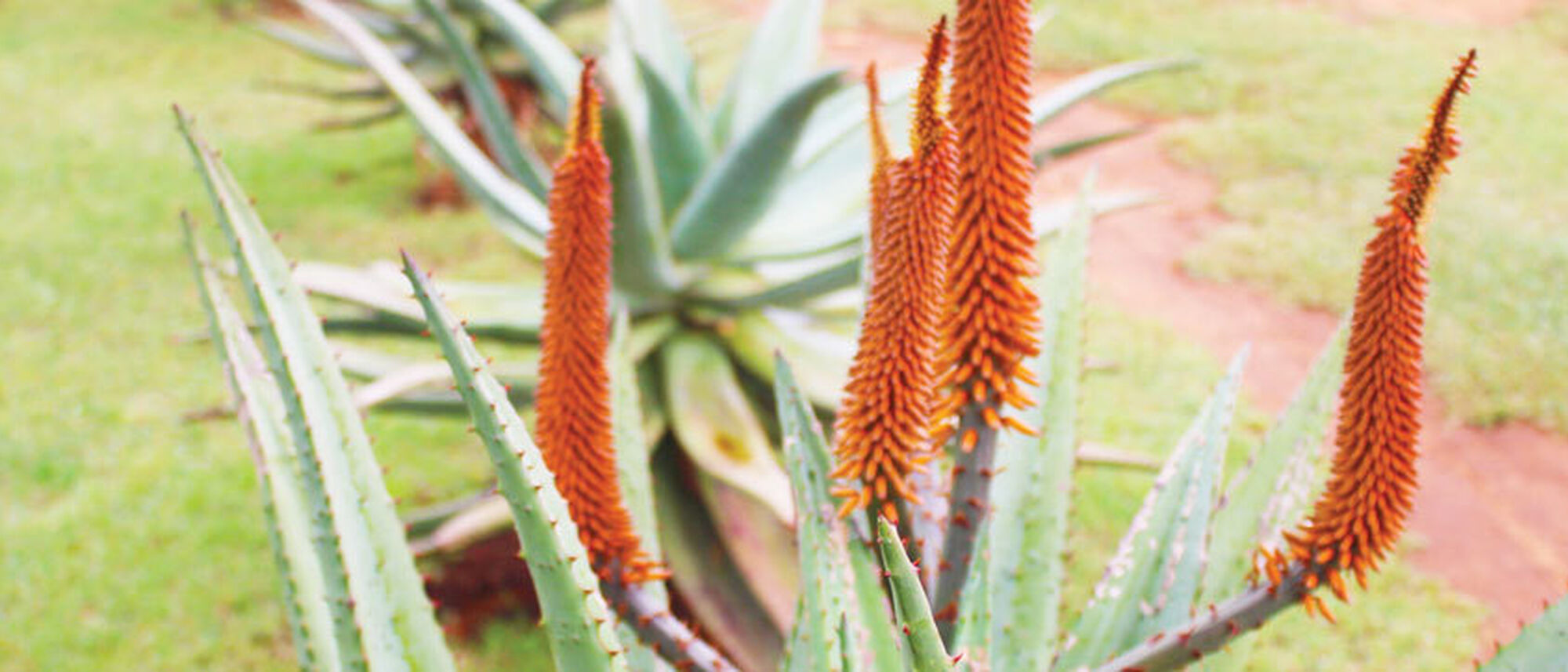 Image Title Image Title