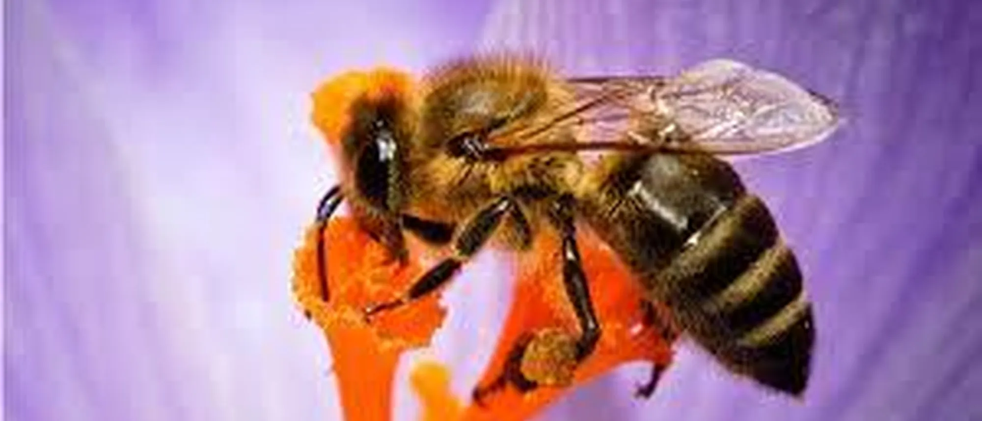 Image Title Image Title