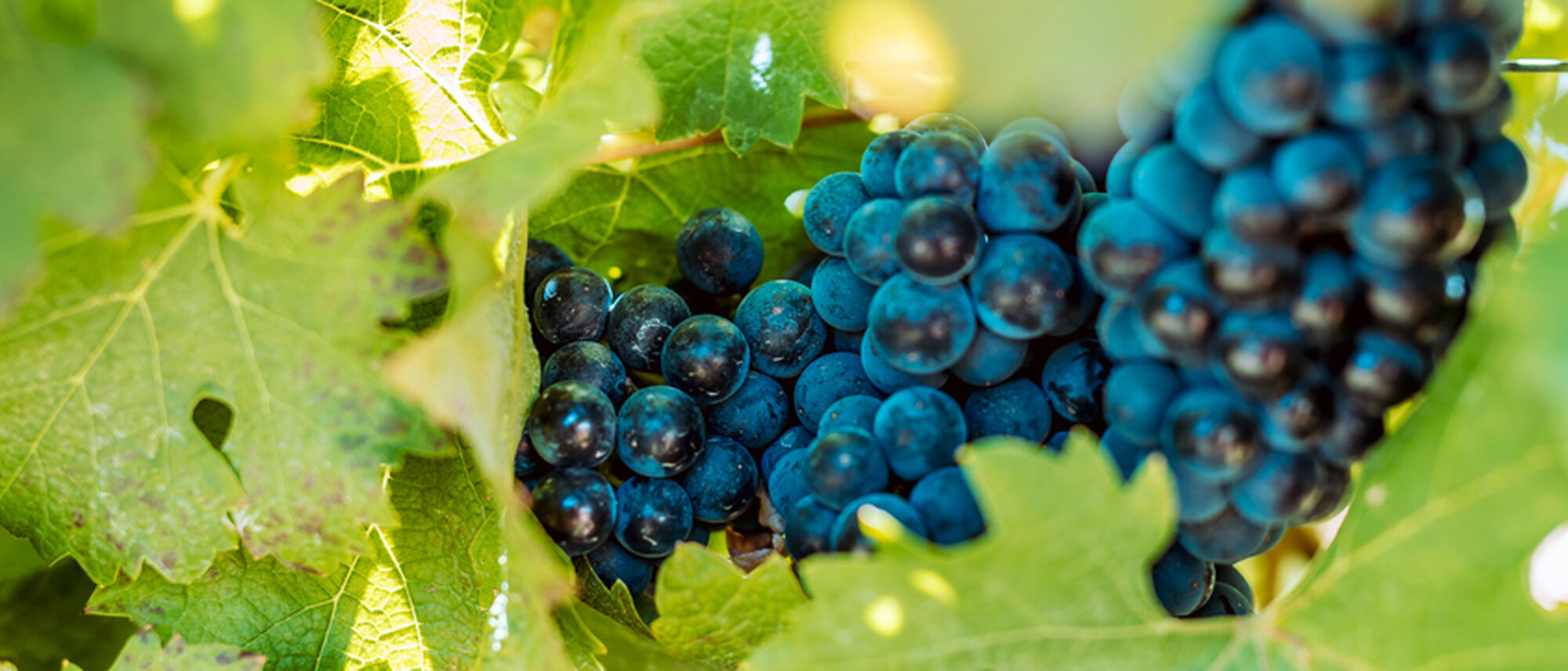 Image Title Image Title