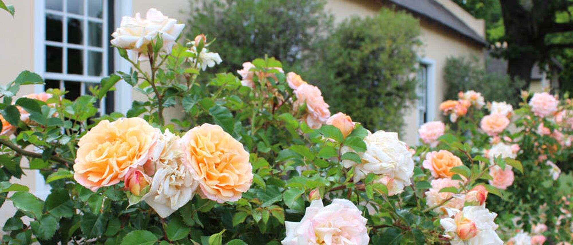 Image Title Image Title