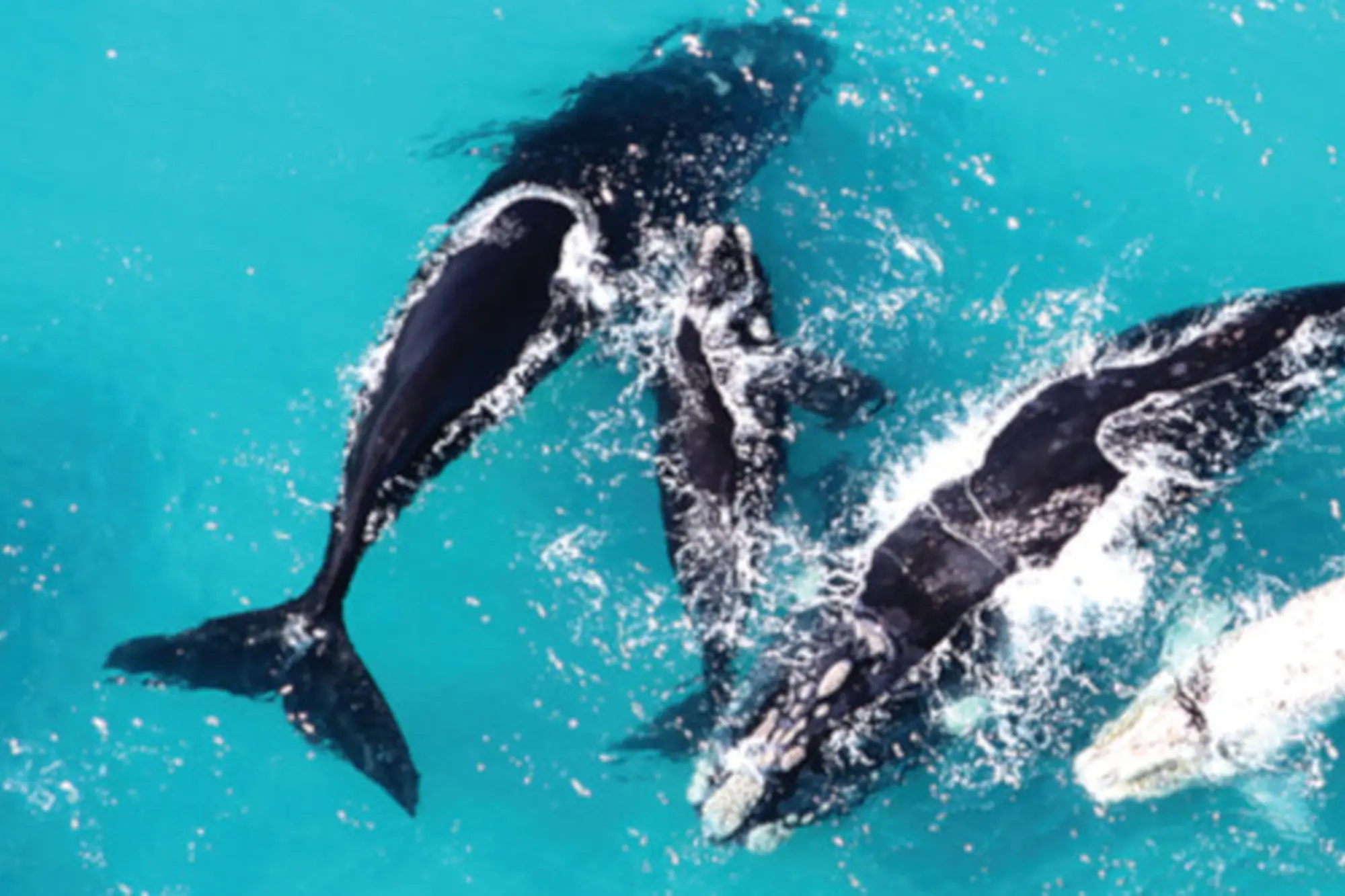 Image Title Image Title