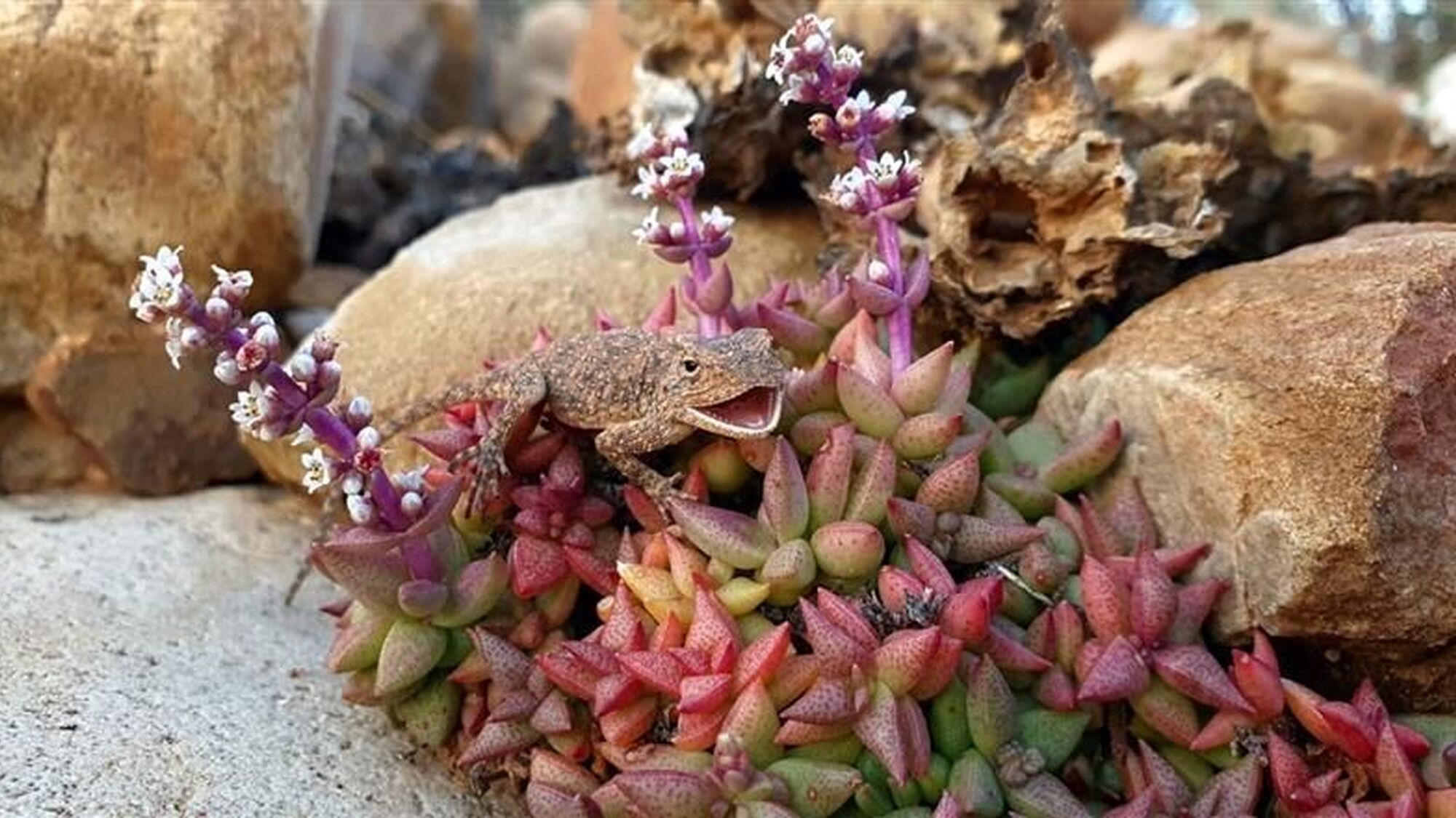 Image Title Image Title