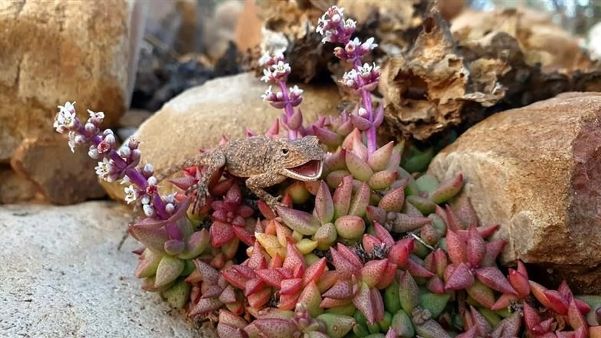 Image Title Image Title