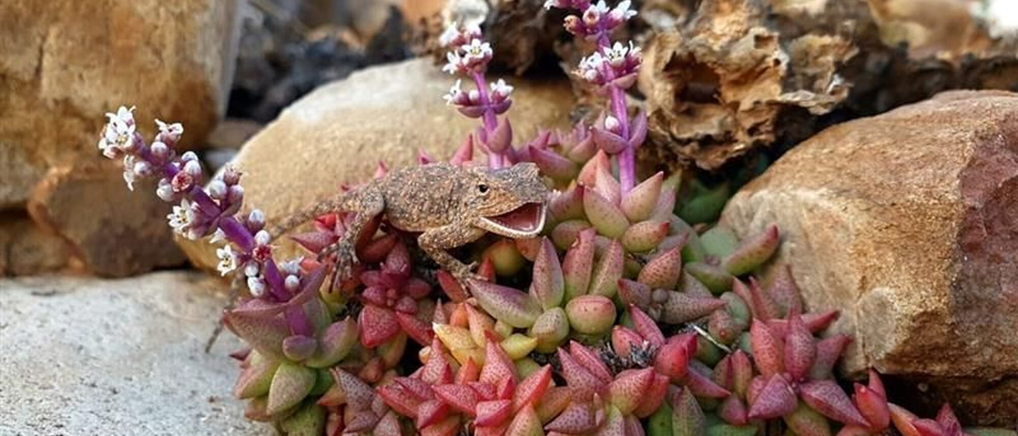 Image Title Image Title