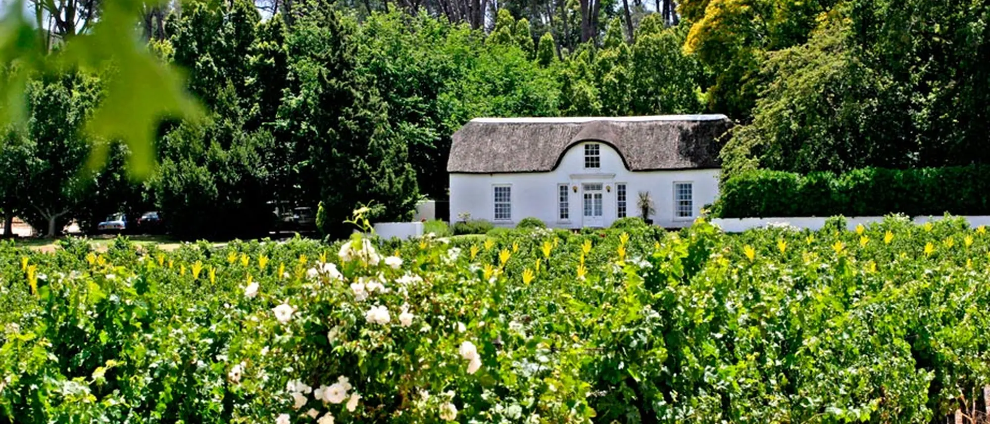 Image Title Image Title