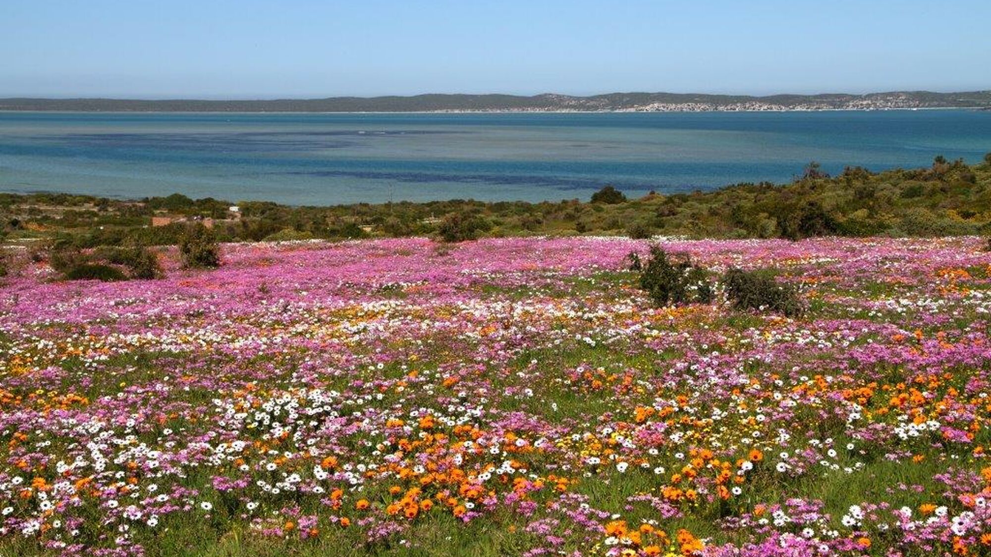 Image Title Image Title